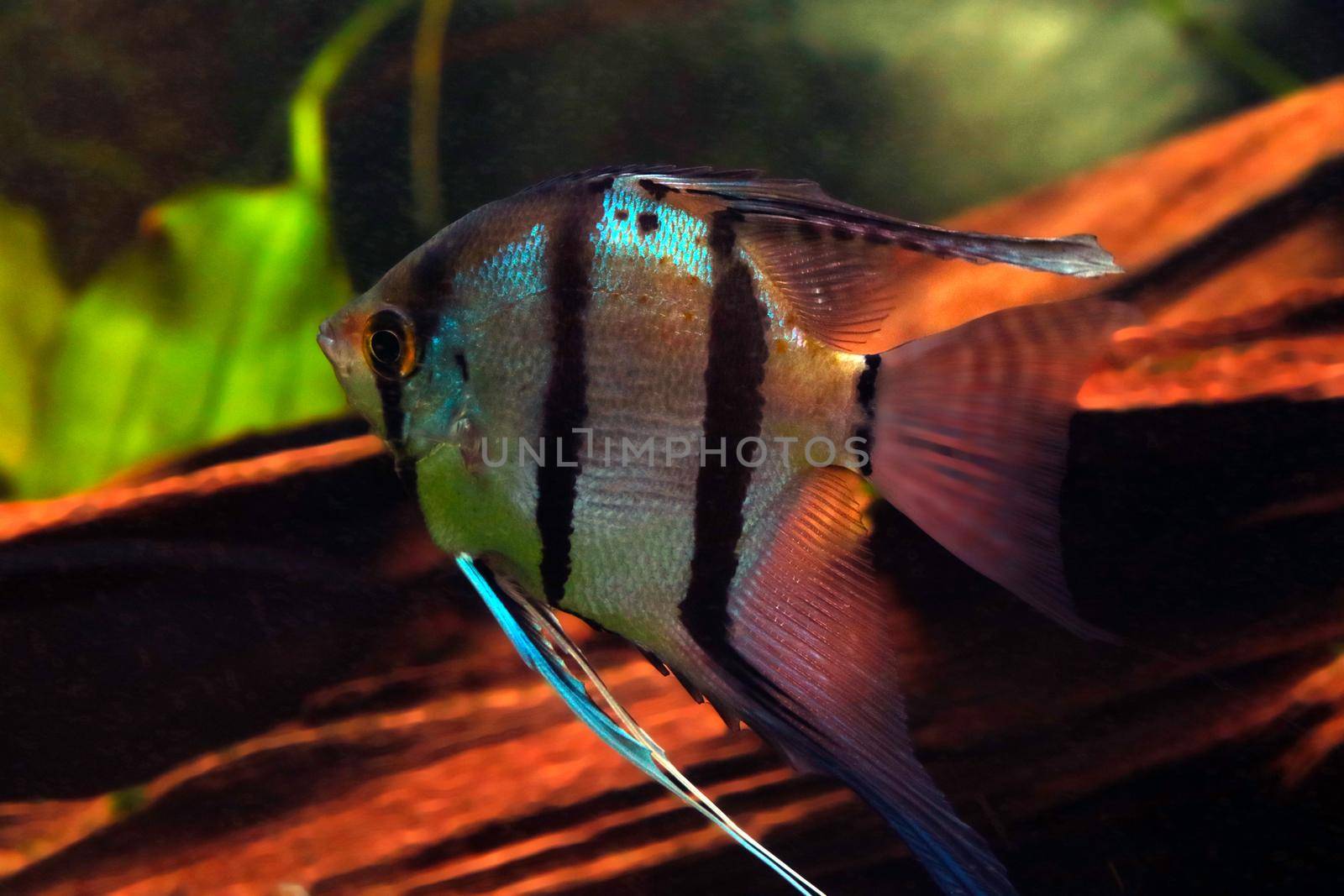 Small fish Scalaria or angel fish. Freshwater angelfish in a home aquarium. by kip02kas