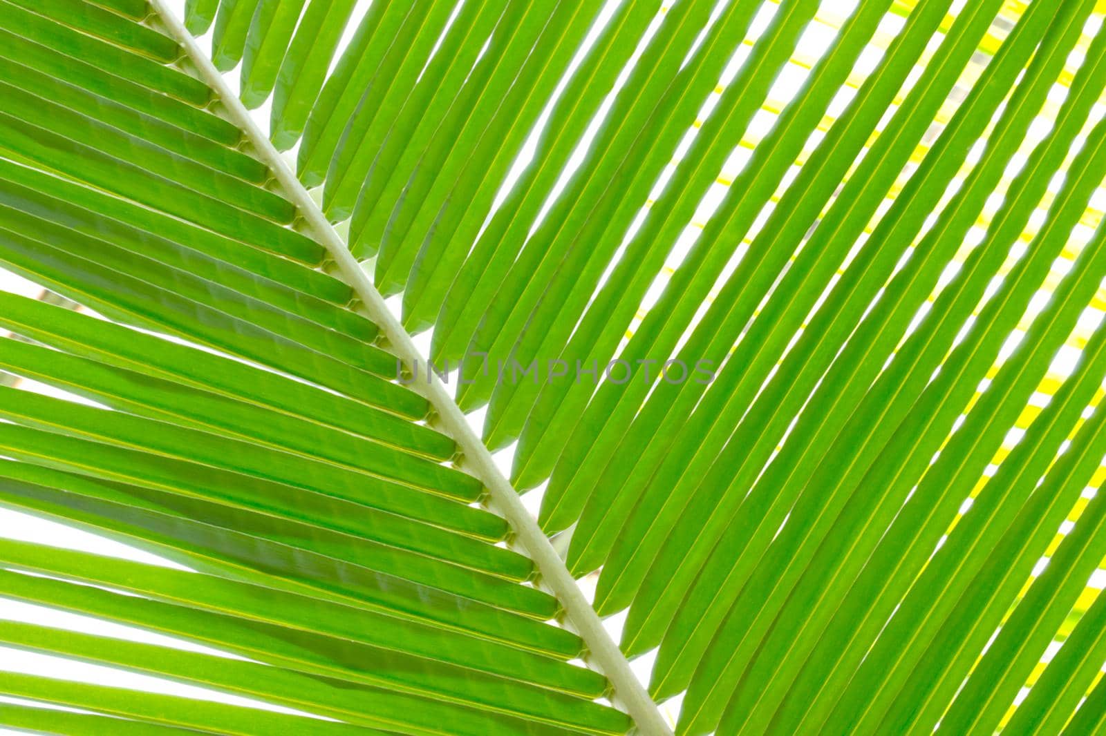 Close-up of a green palm tree, leaf background