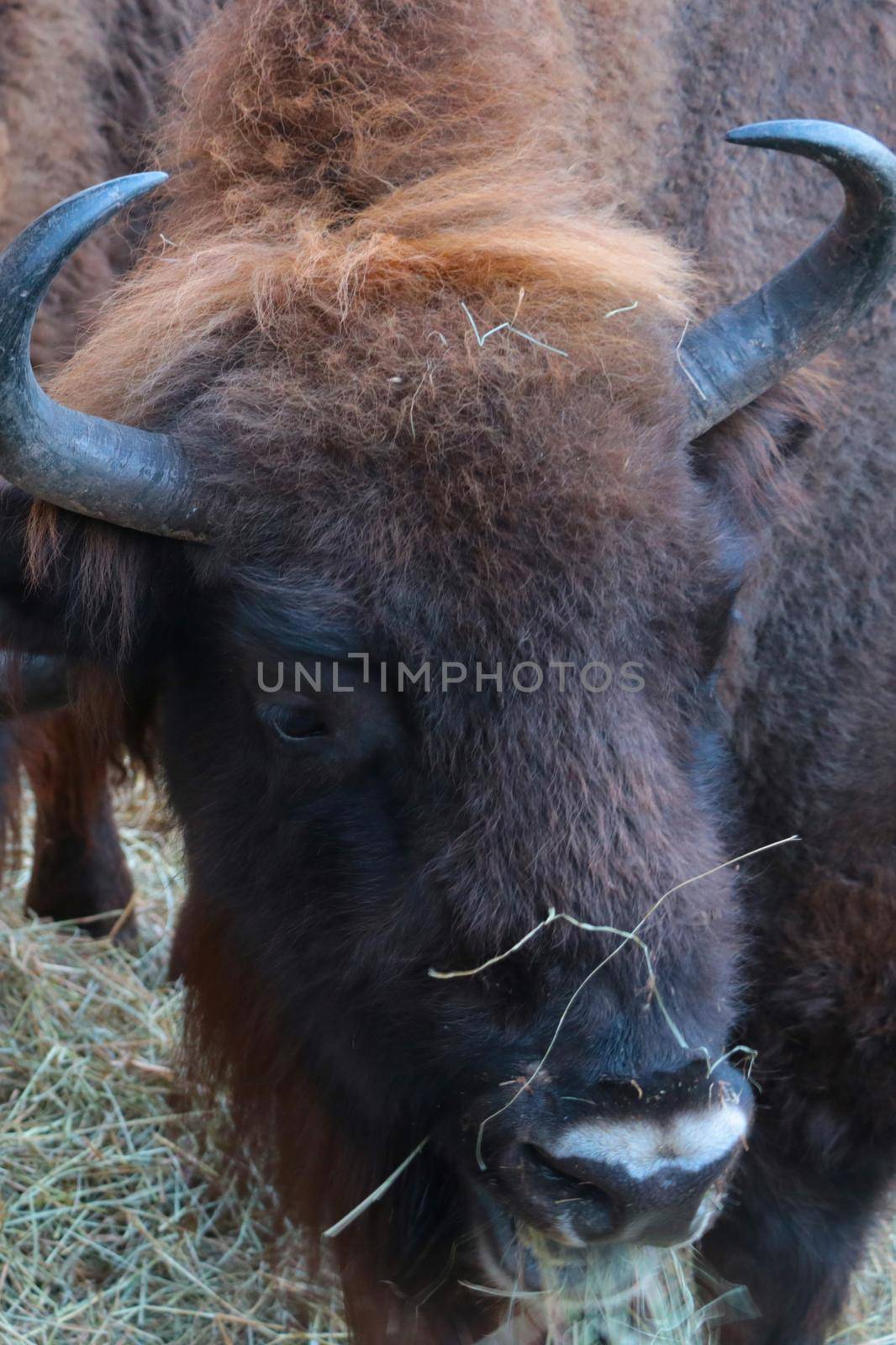 Close up of a bison eating hay. by kip02kas