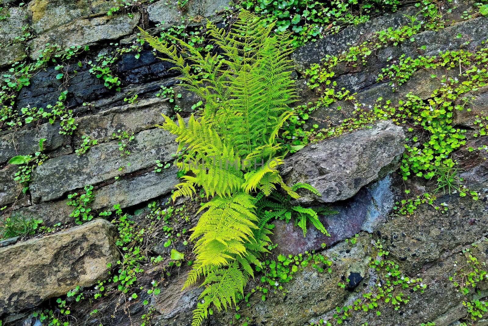 A green young fern grows from a stone or rock