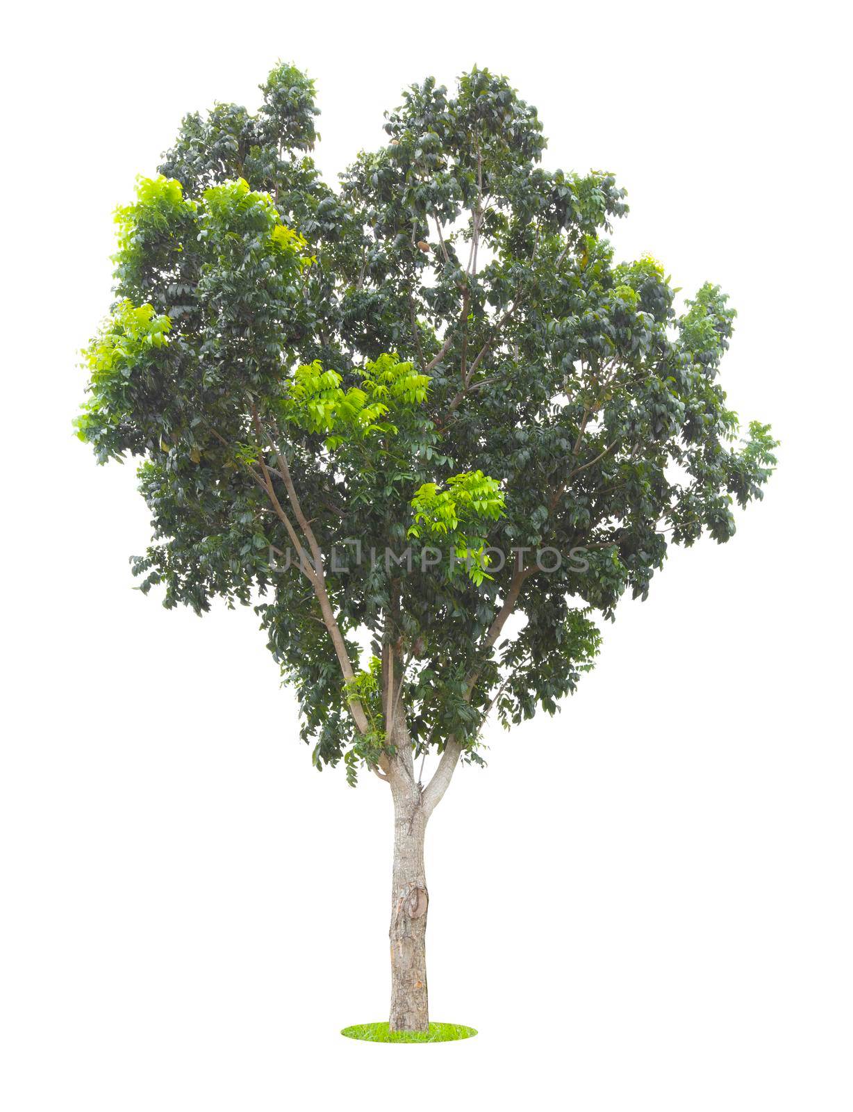 Single Tree isolated on white background, With Clipping path.