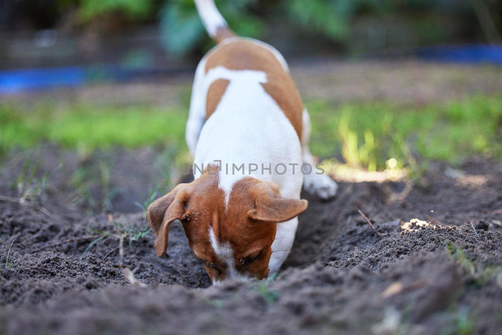 Looking for treasure. Full length shot of an adorable young Jack Russell digging a hole in the ground outside. by YuriArcurs