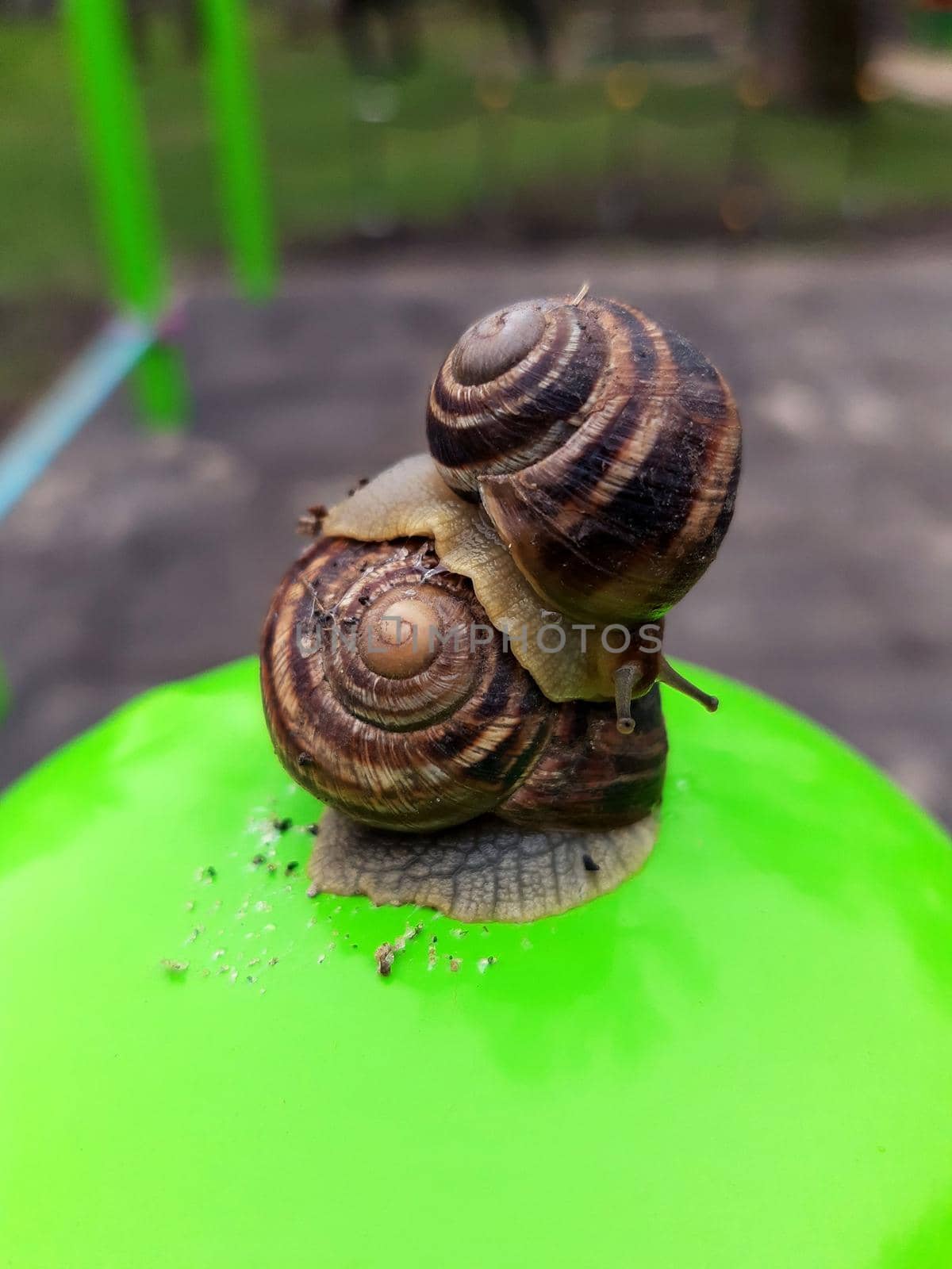 Slippery grape snails crawl on the fence close-up.