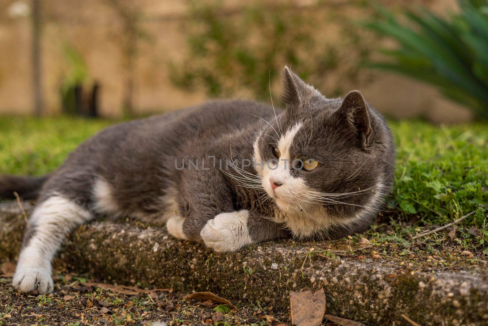 Cute cat rest in the meadow by pippocarlot