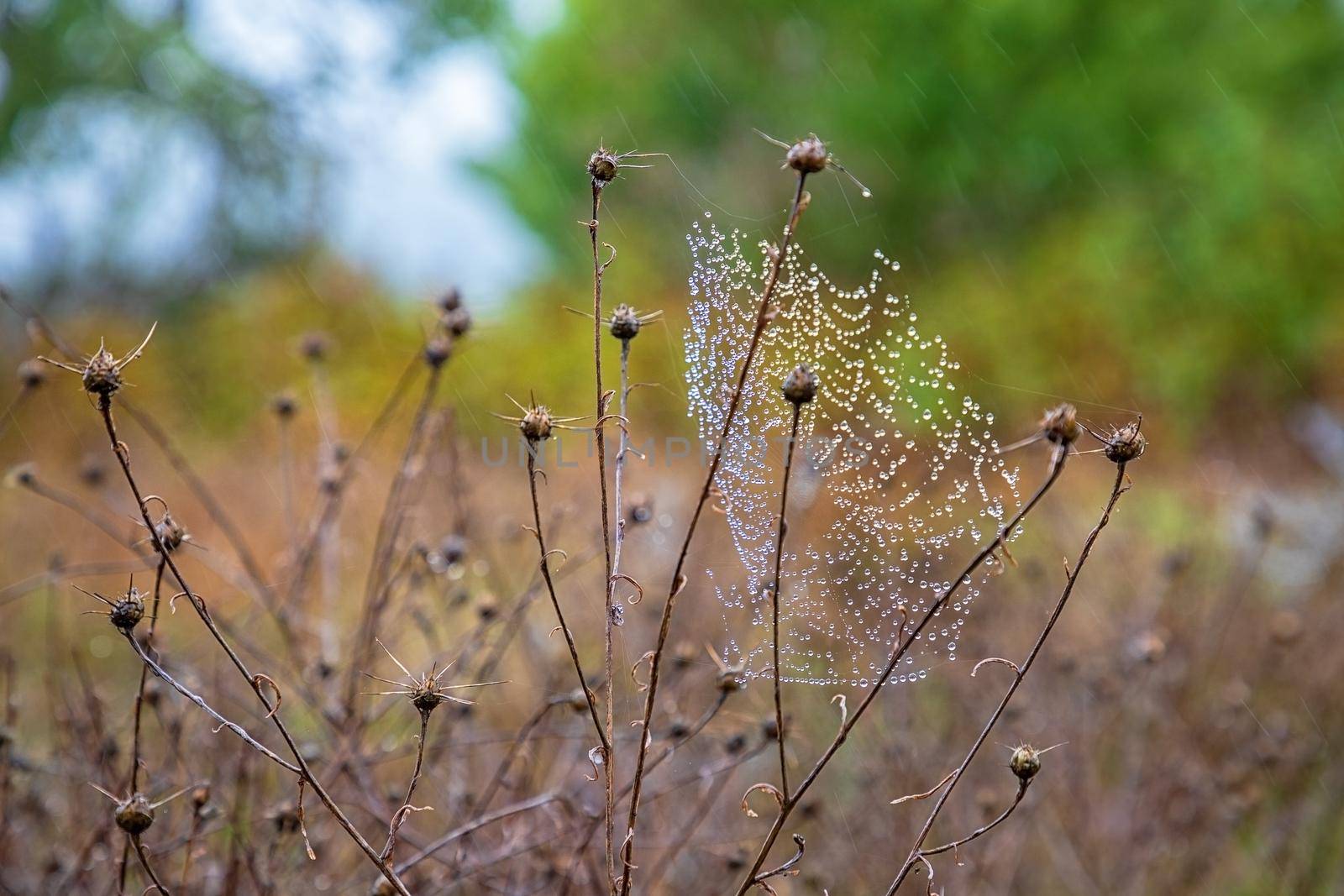 Beauty cobwebs with raindrops on a plant in the field. Weather with fog