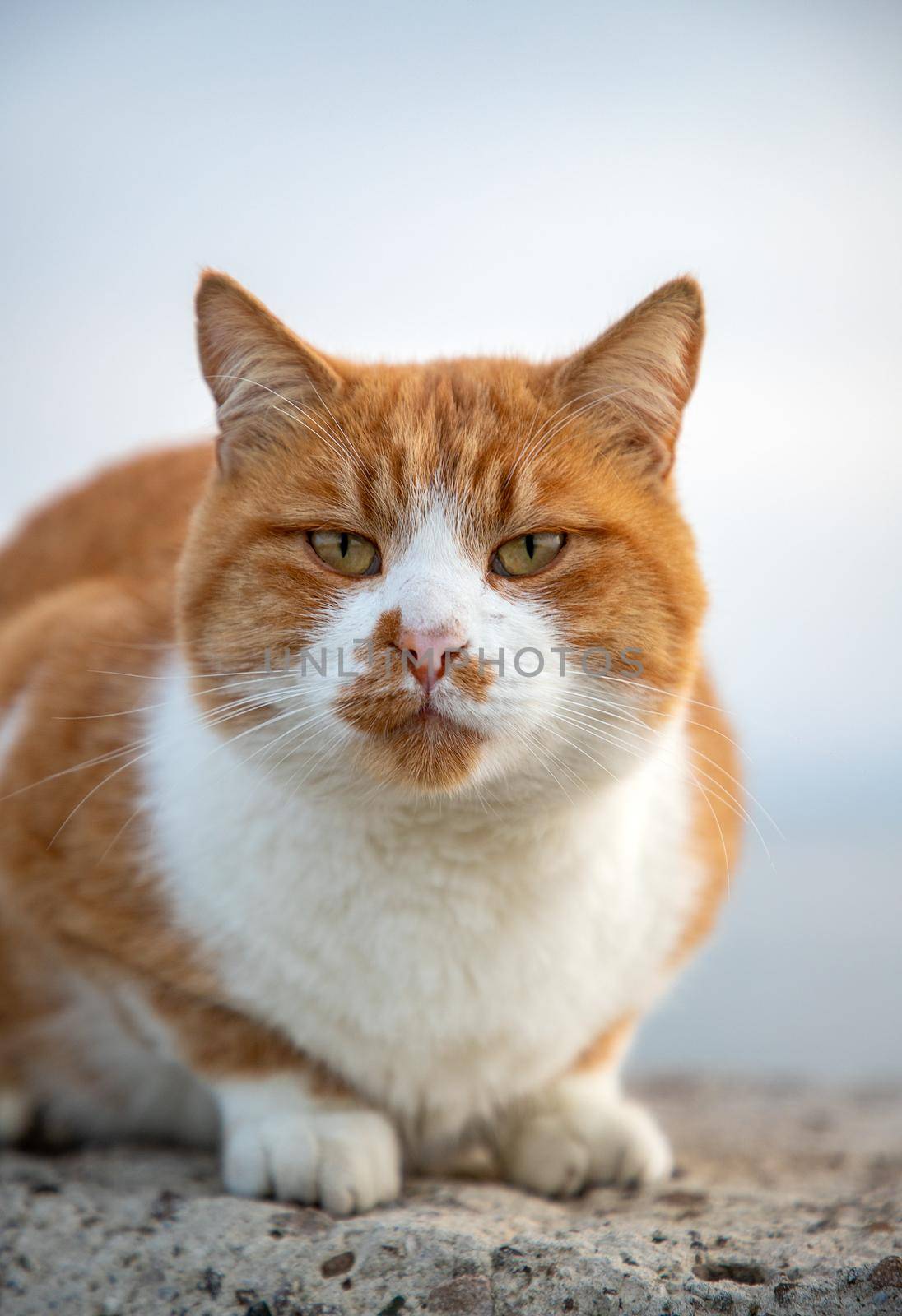 Portrait of fluffy cat. Blurred background. Vertical view