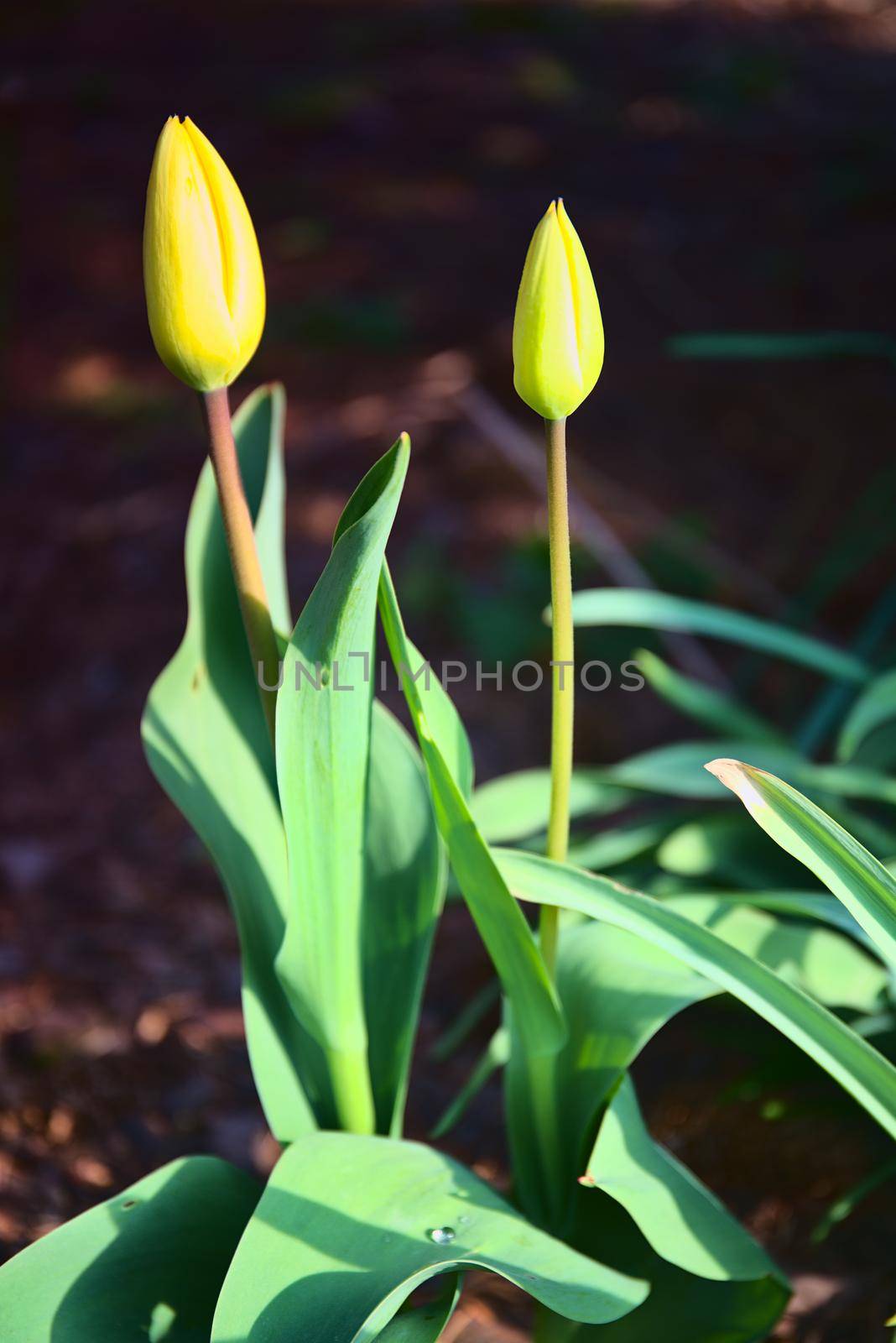 Tulips in blossom by Jindrich_Blecha