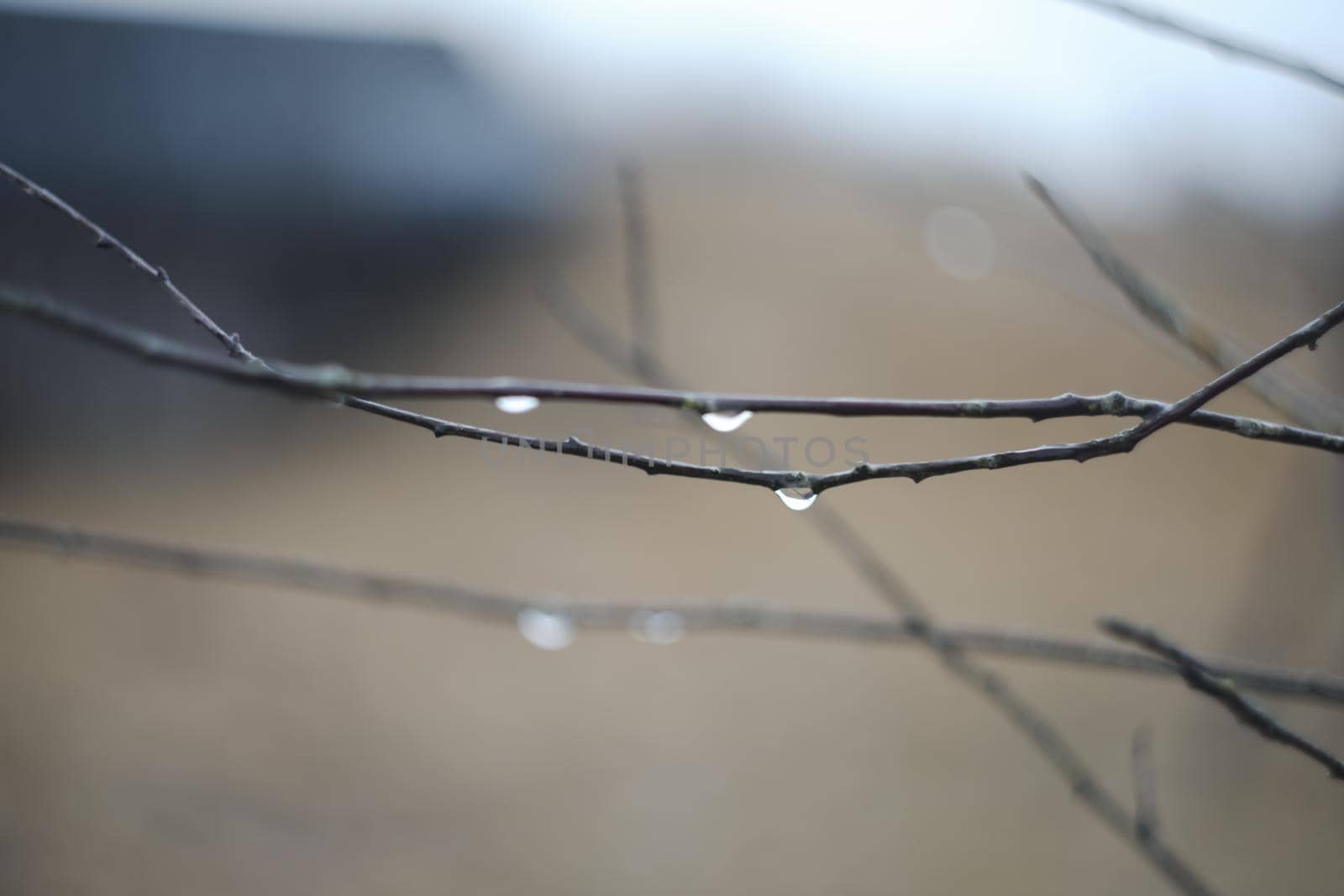 Rain drops on tree branches on a rainy day. Drops of rain hang on branch with blurred background