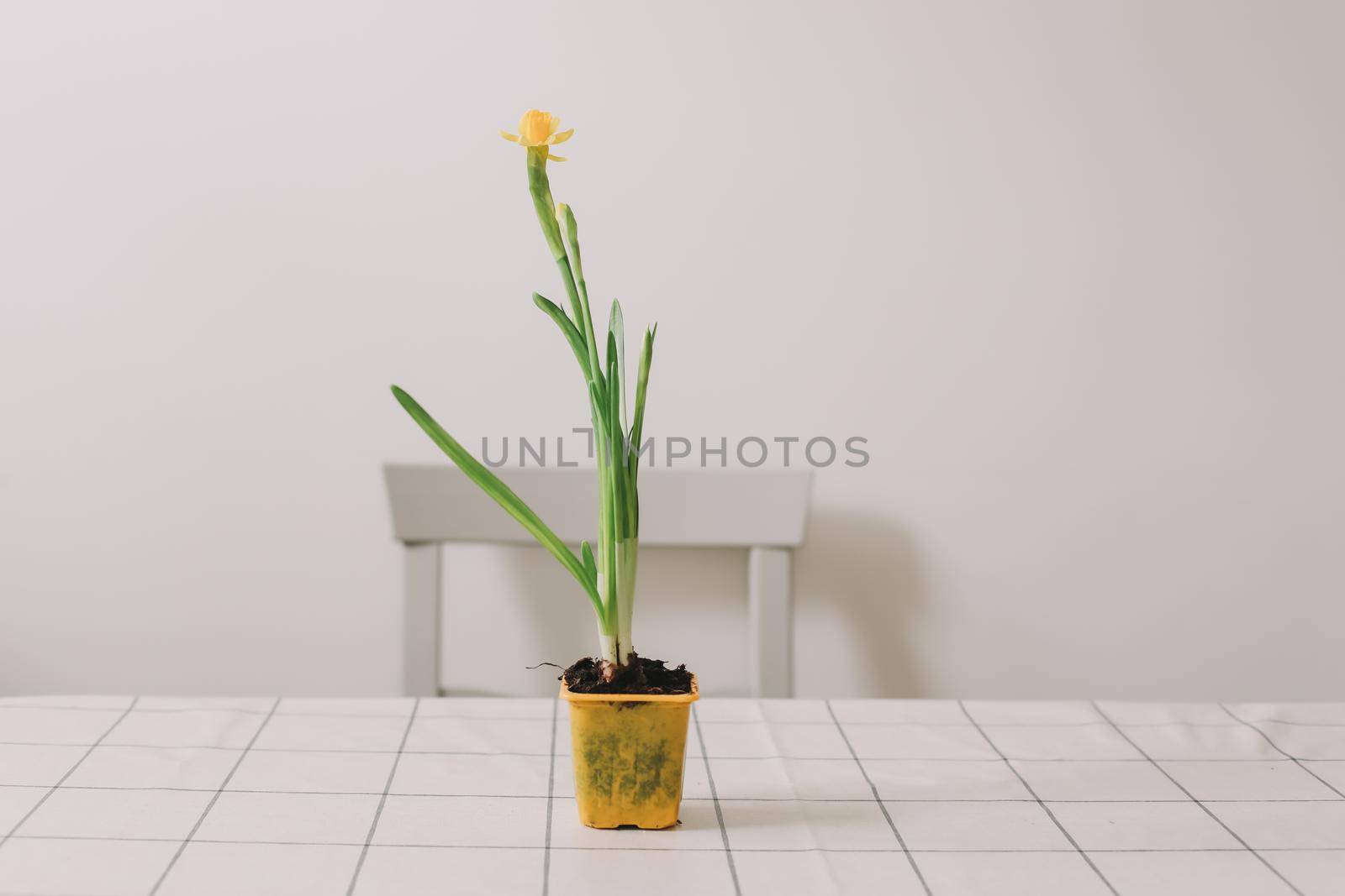 Beautiful daffodil on white background. Gardening, Spring and Easter concept
