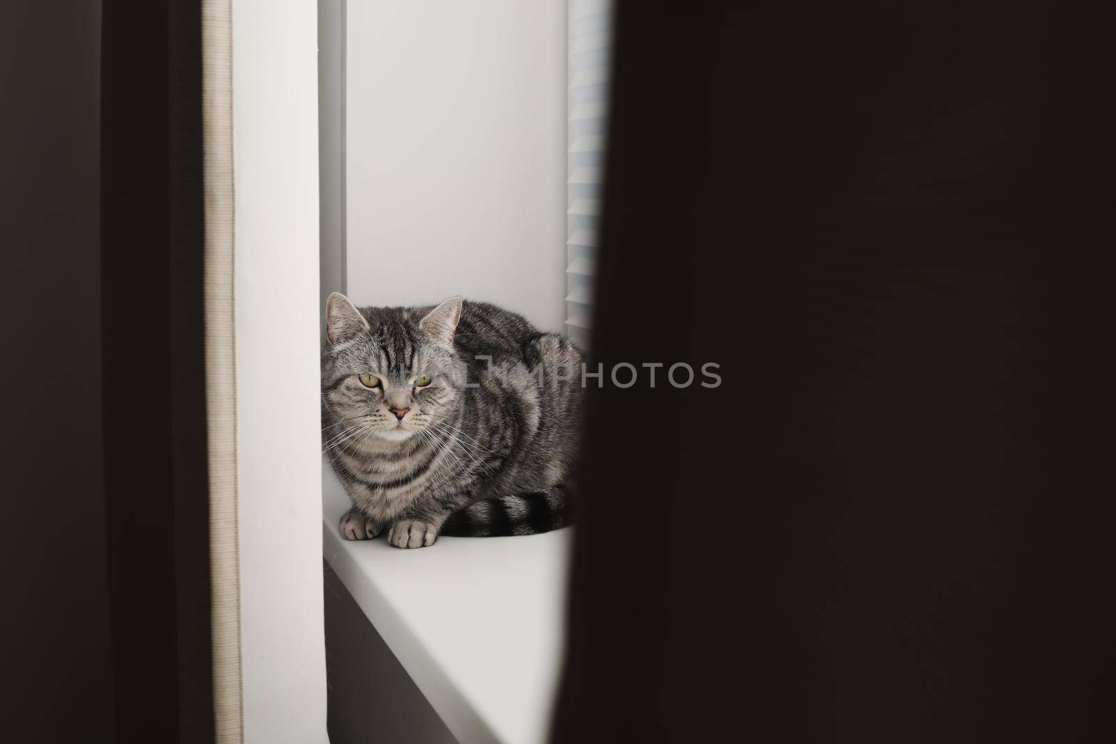 funny tabby scottish straight cat at home. Cat portrait.