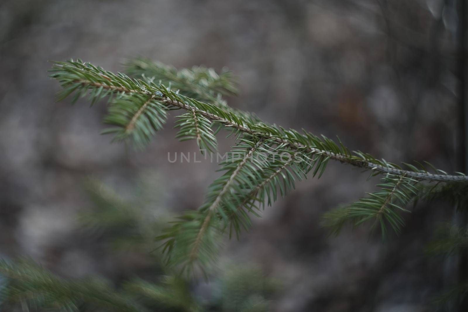Fluffy branches of fir trees. Christmas wallpaper or postcard concept. Close-up