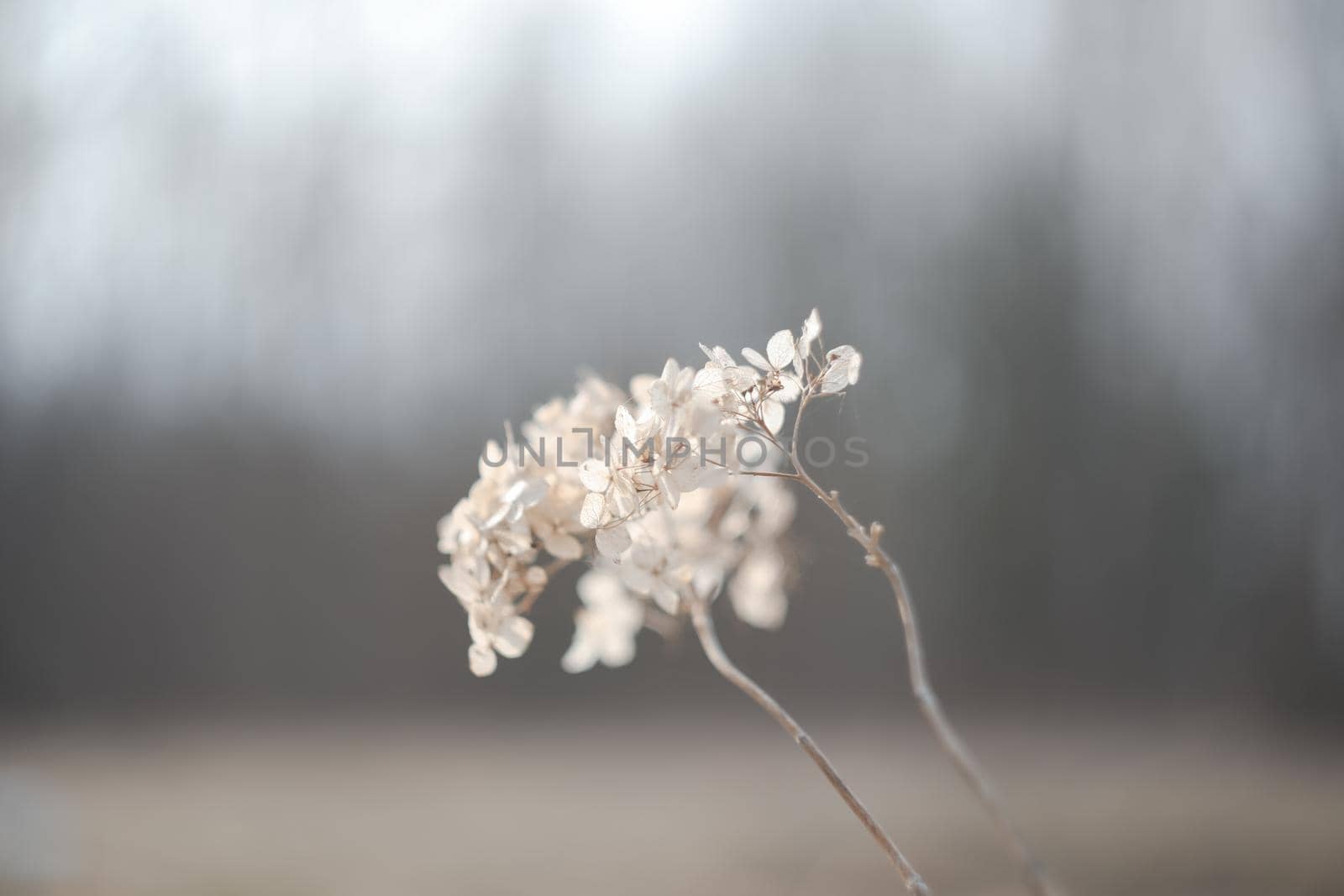 Dry hydrangea branches with flowers on a blurry background. Hydrangea Hortensis. Seasonal nature background. Spring landscape details. Wild plants in meadow