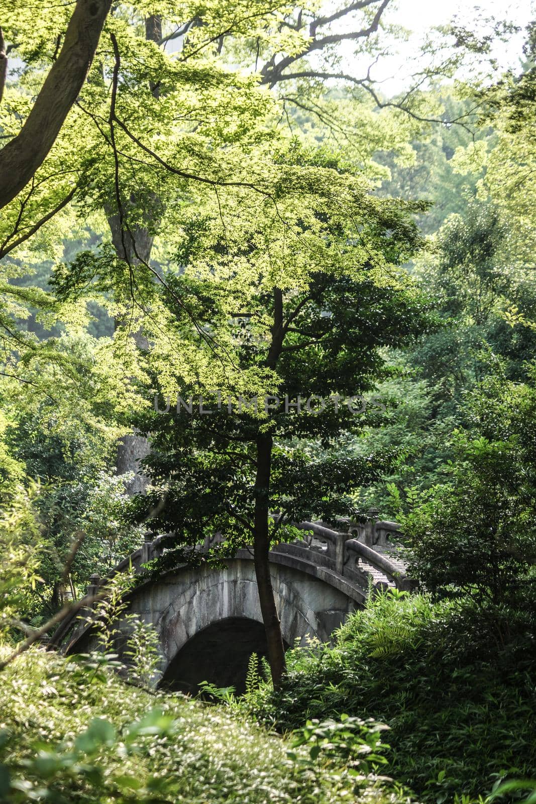 New green of Koishikawa Korakuen. Shooting Location: Tokyo metropolitan area