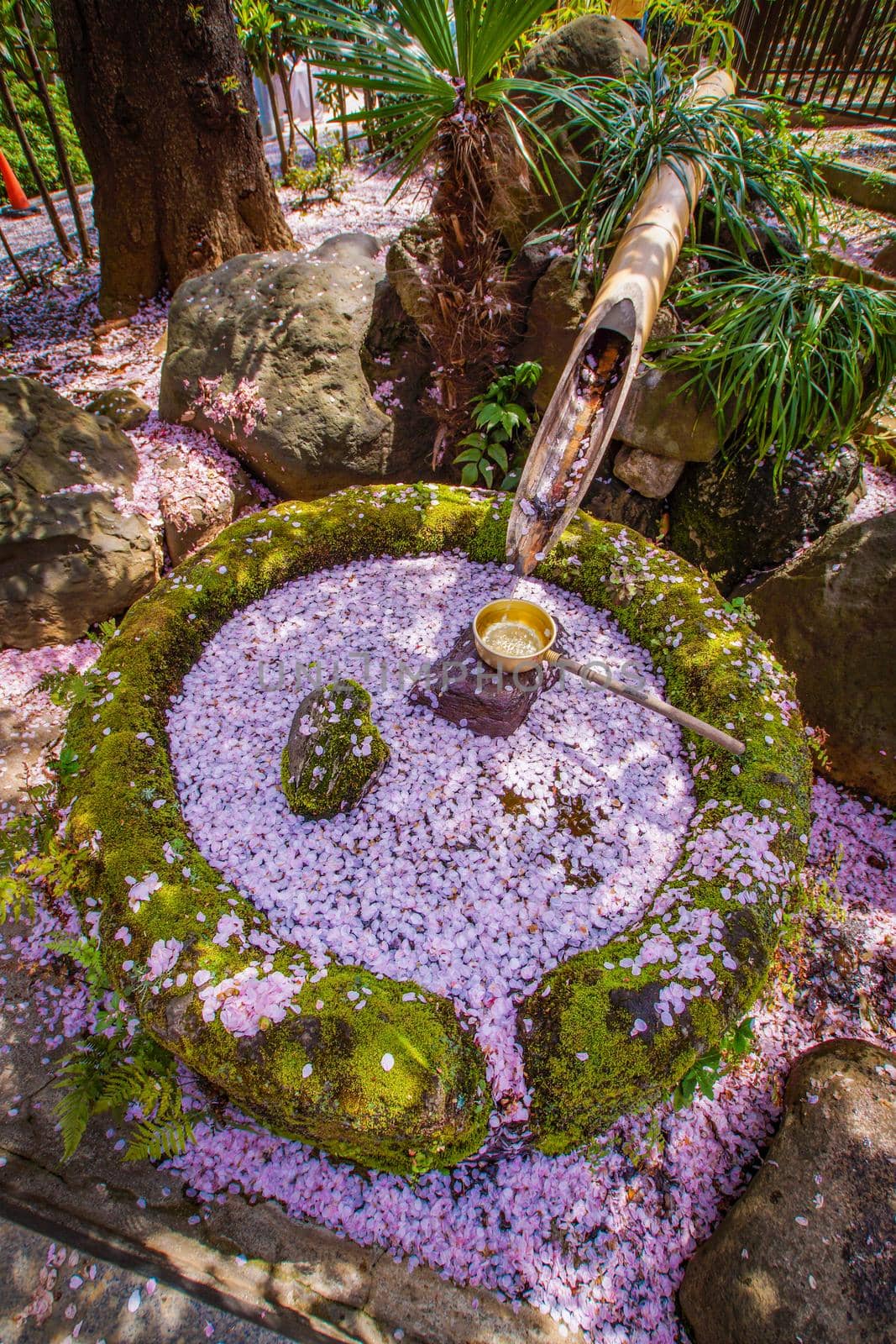 A deer filled with cherry blossom petals. Shooting Location: Yokohama-city kanagawa prefecture