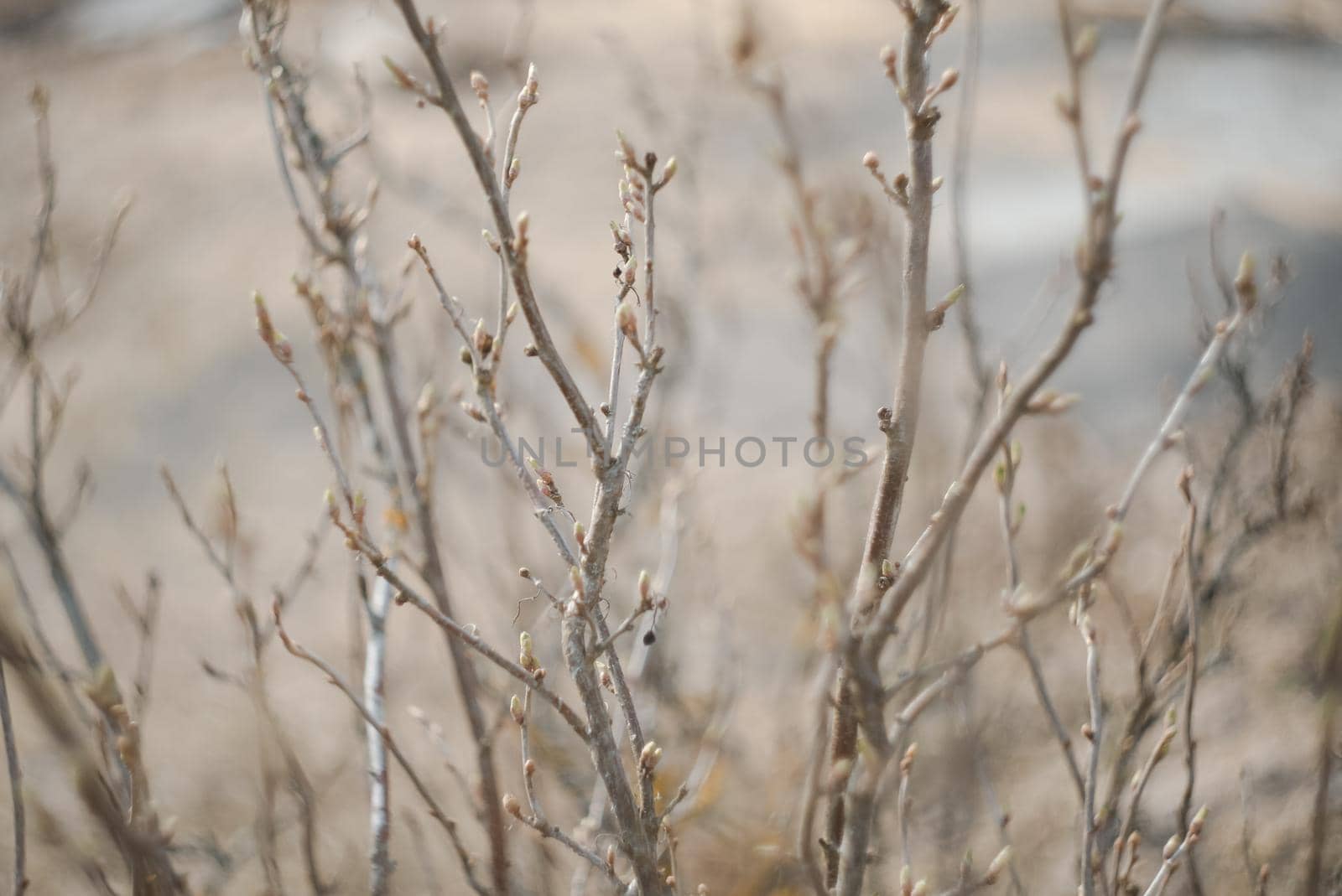 currant leaves blossomed on branches in spring in the garden. plants. gardening. sunny day. Nature background. Spring wallpaper, close-up, selective focus