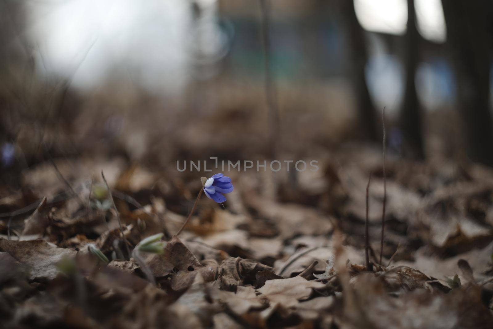 early spring flower crocus and snowdrops in natural environment, flower macro portrait