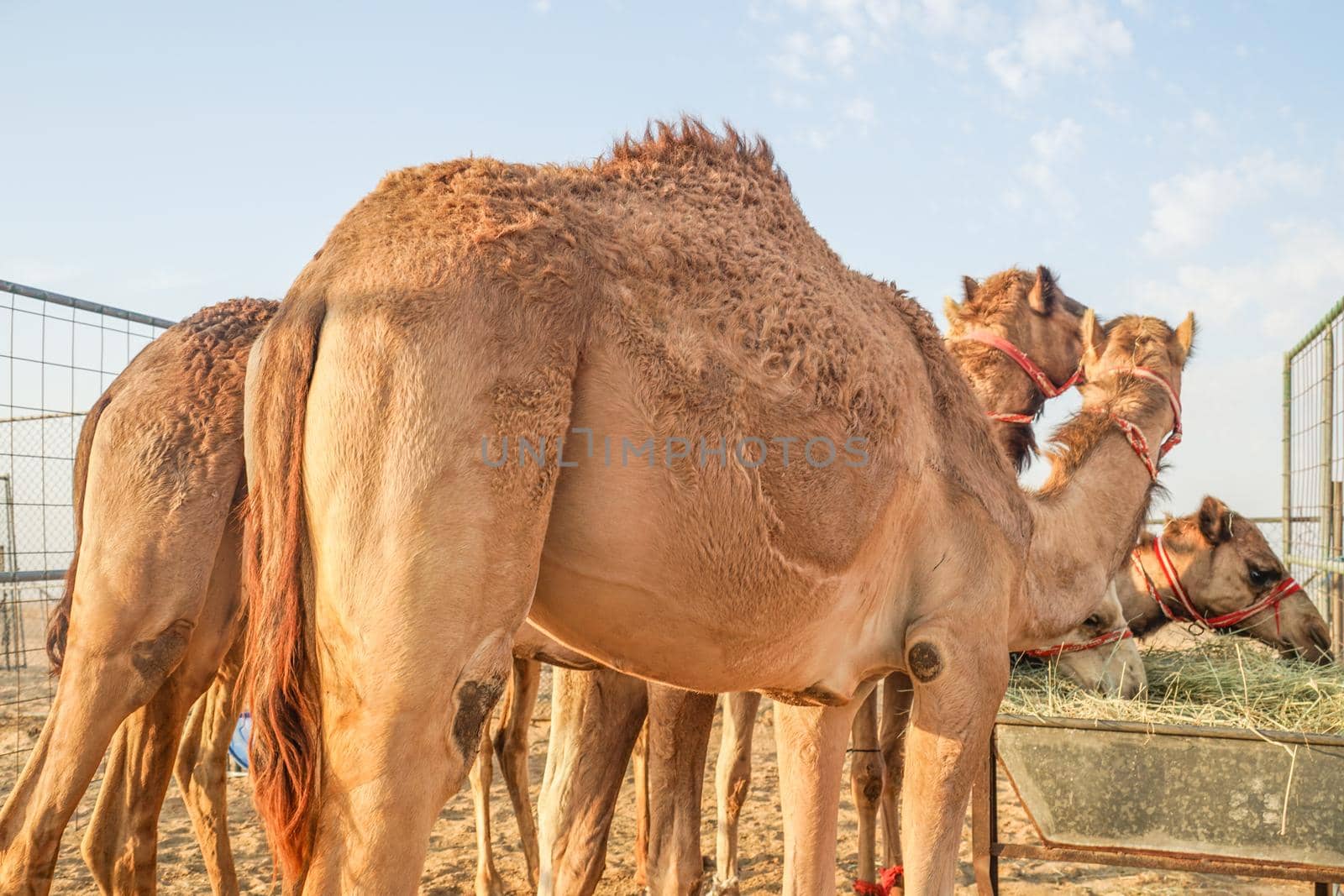Arabian Desert Camel (United Arab Emirates). Shooting Location: Dubai