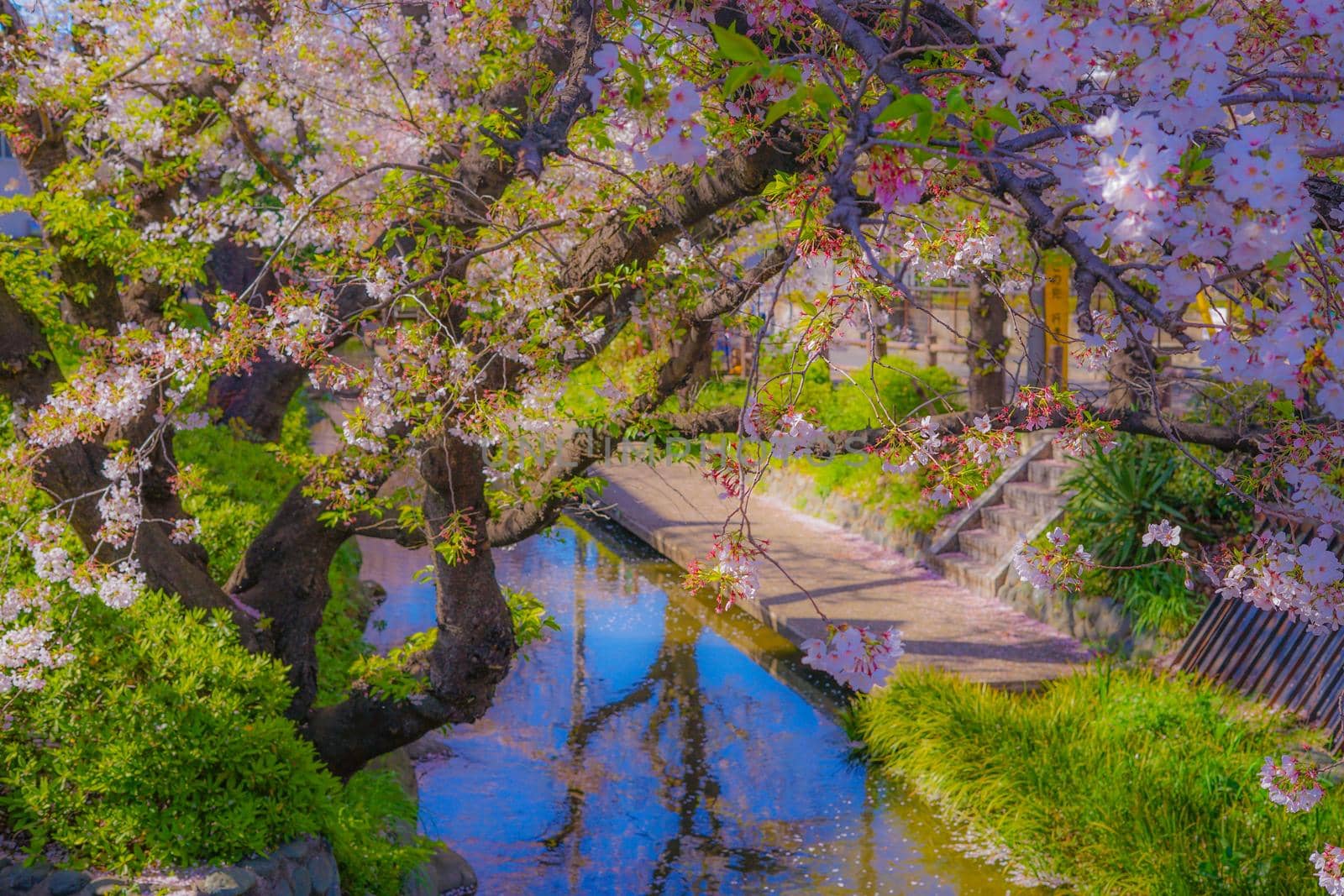 Sakura Sakura of the water for the Hara Hara. Shooting Location: Kawasaki City, Kanagawa Prefecture