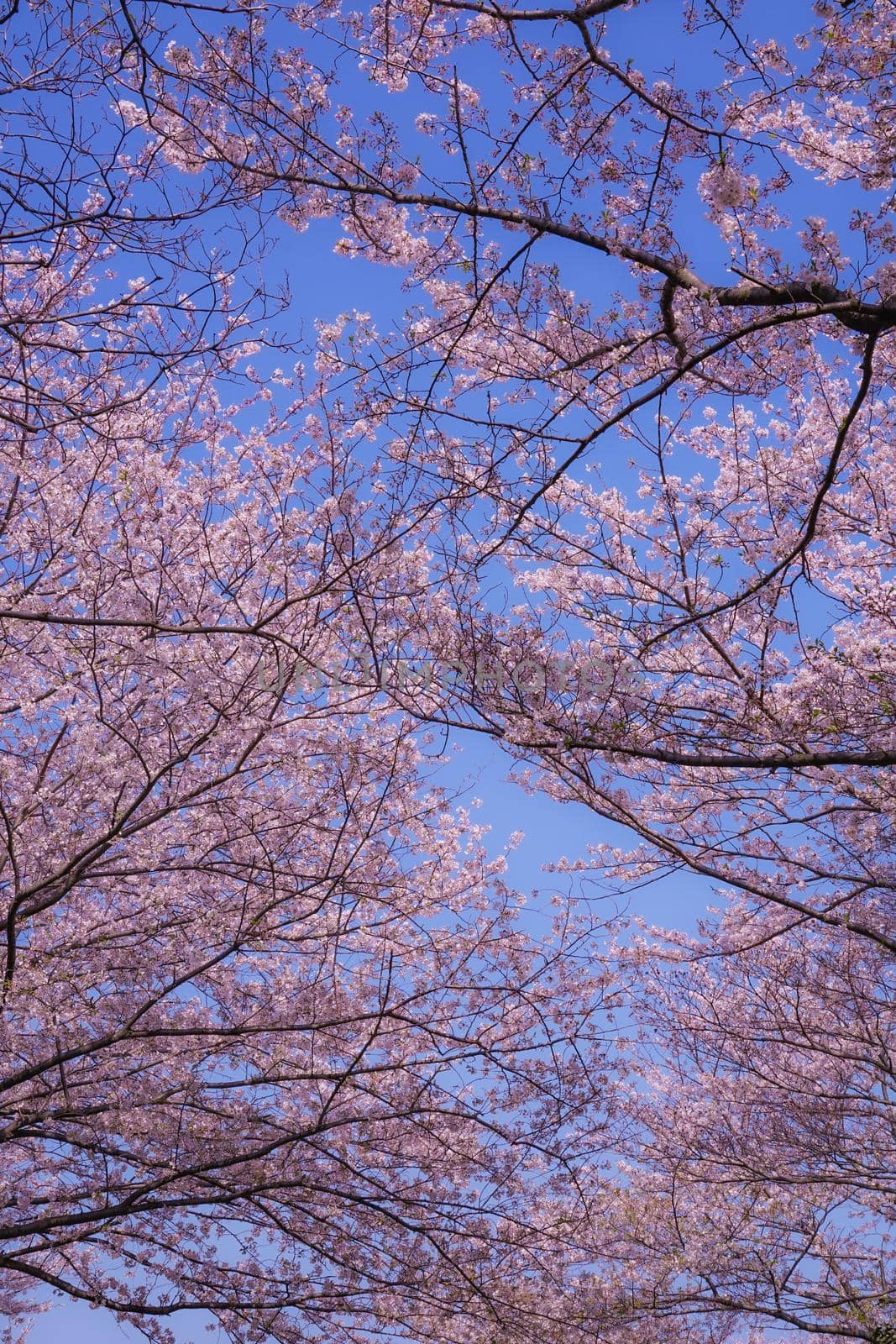 Cherry blossoms in full bloom of Makimoku Motoh (Yokohama City). Shooting Location: Yokohama-city kanagawa prefecture