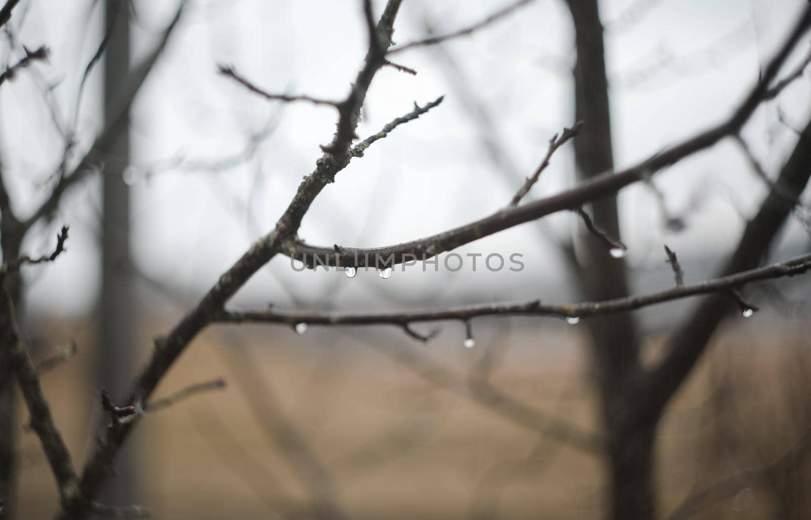 Rain drops on tree branches on a rainy day. Drops of rain hang on branch with blurred background