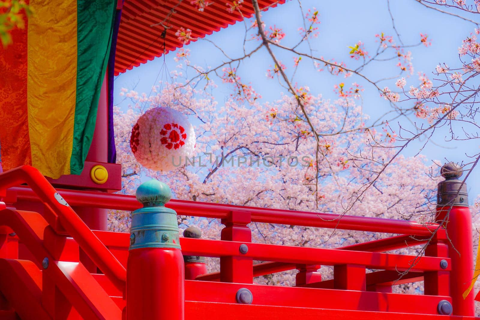 Sakura of Takahatama (Yokohama City, Kanagawa Prefecture). Shooting Location: Yokohama-city kanagawa prefecture