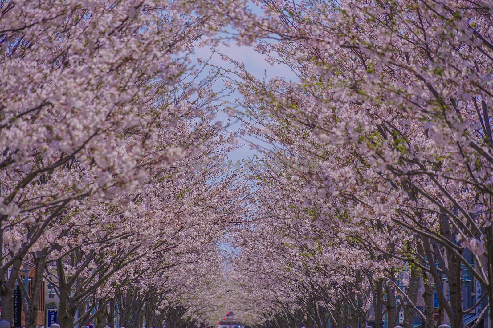 Cherry blossoms of Wakamiya Road (Kanagawa Prefecture Kamakura City). Shooting Location: Tokyo metropolitan area