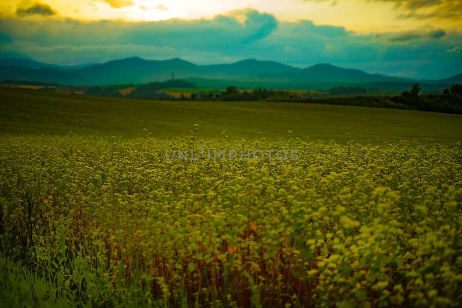 Sunset view with meadow in Hokkaido. Shooting Location: Hokkaido Biei-cho