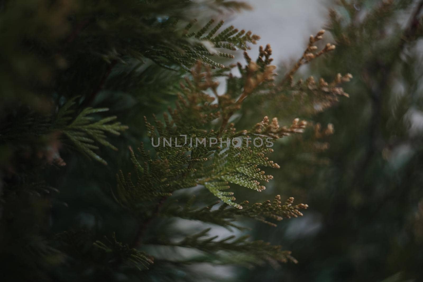 Close-up of bright green texture of natural greenery of the needles of Thuja occidentalis. Selective focus. Interesting nature concept for design