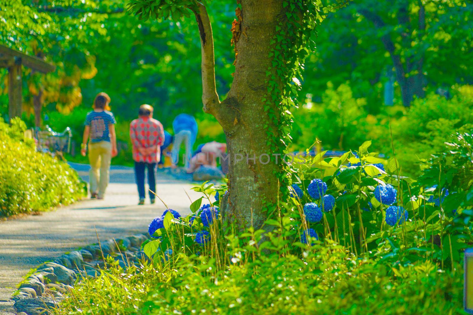 Breath River Green Road Park (Tachikawa City). Shooting Location: Tachikawa City, Tokyo