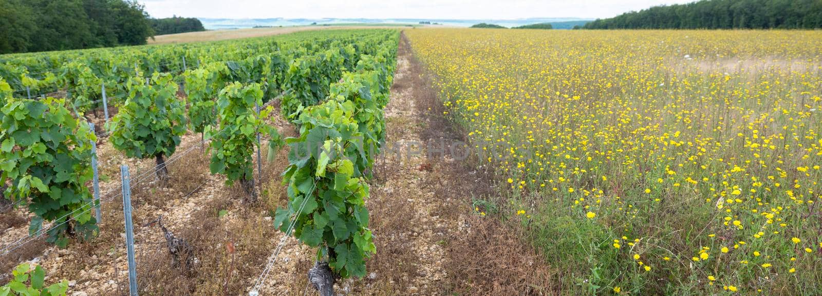 vines and summer flowers in french countryside of burgundy by ahavelaar