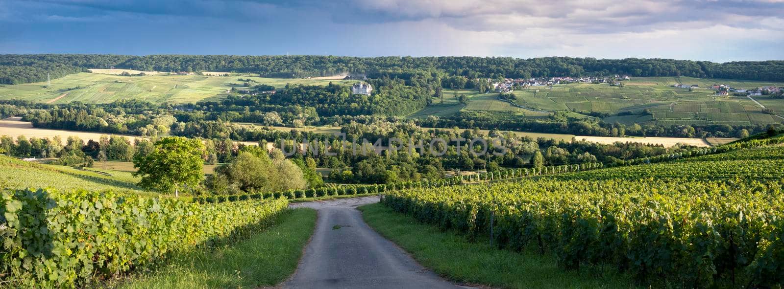 vineyards in marne valley south of reims in french region champagne ardenne by ahavelaar
