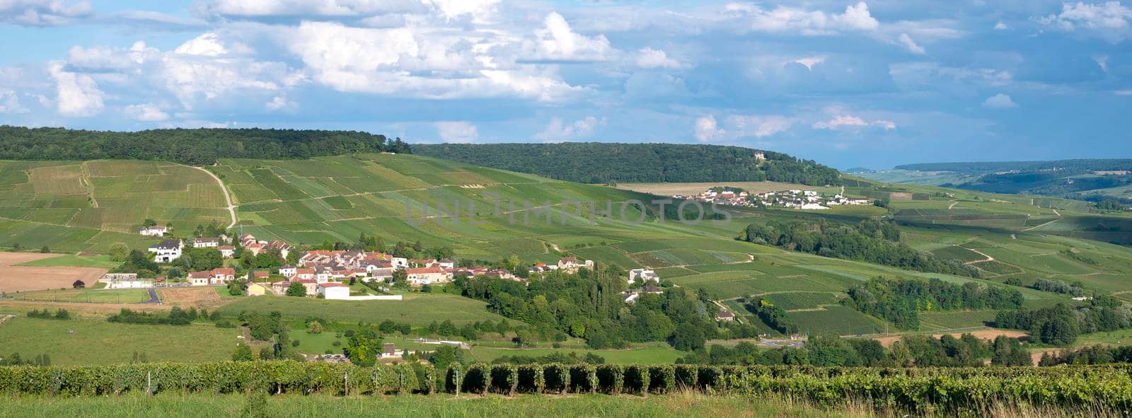 vineyards in countryside of marne valley south of reims in french region champagne ardenne