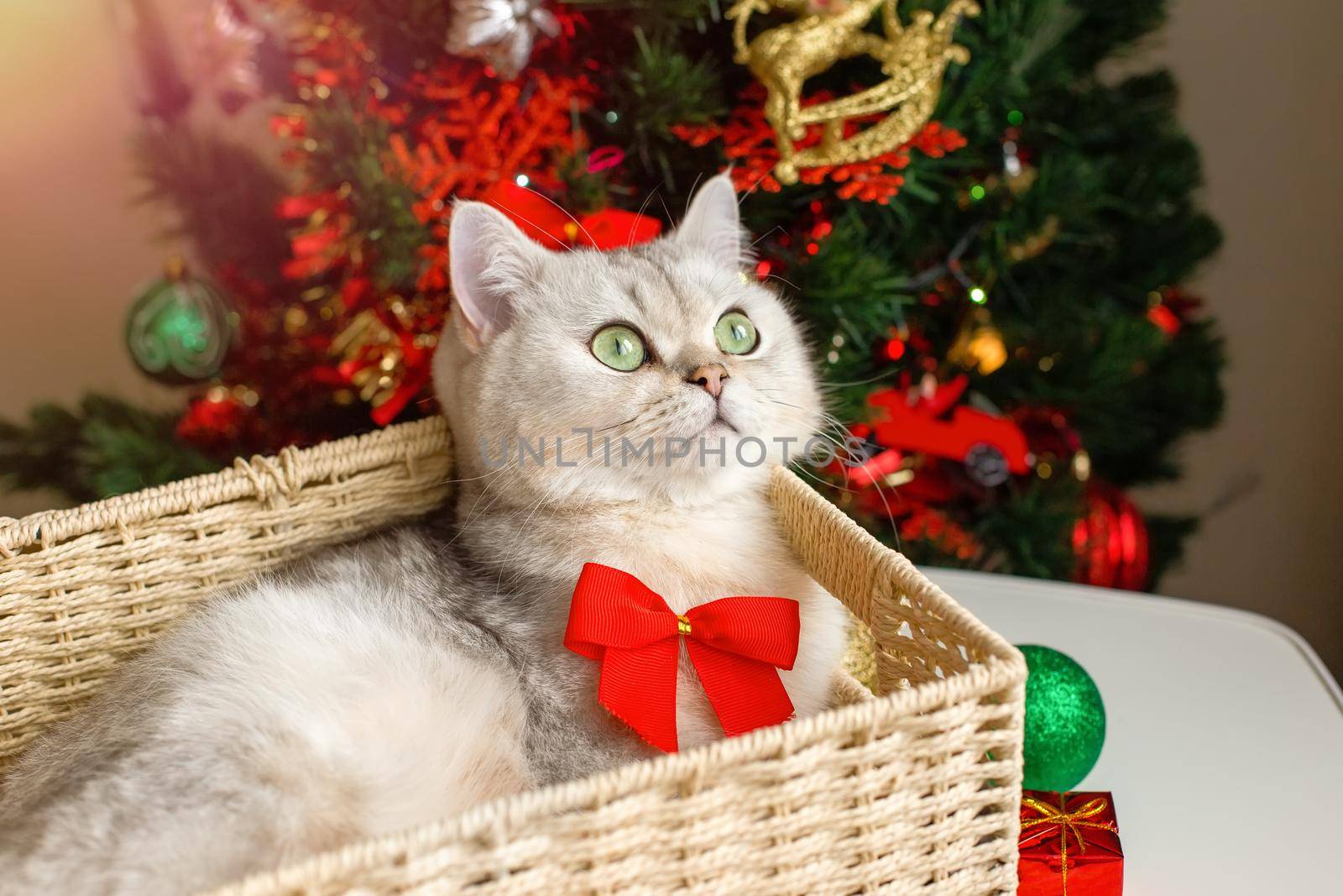 A beautiful white cat lies in a wicker basket near a Christmas tree