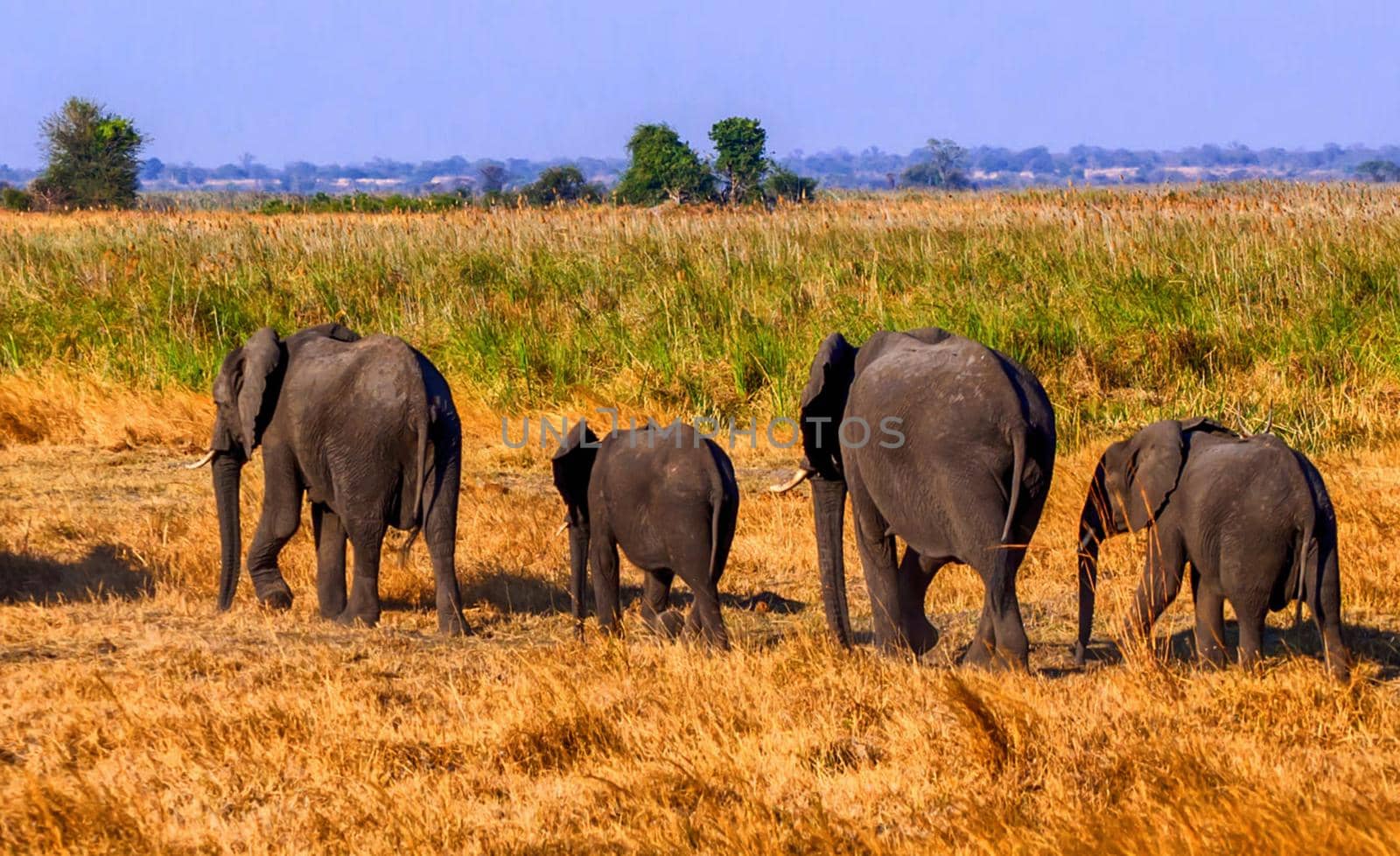 Beautiful Laikipia ,Kenya wildlife  Pictures