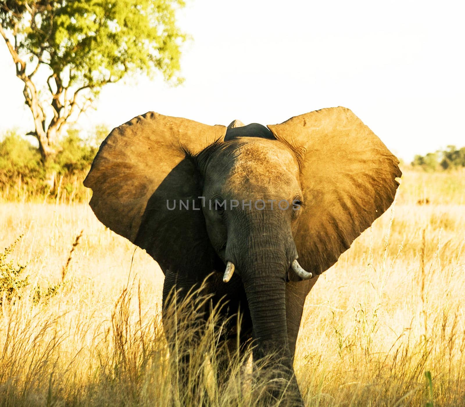 Beautiful Laikipia ,Kenya wildlife  Pictures