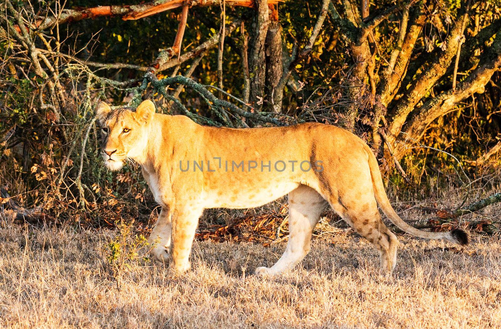 Beautiful Bwabwata ,Namibia wildlife  Pictures