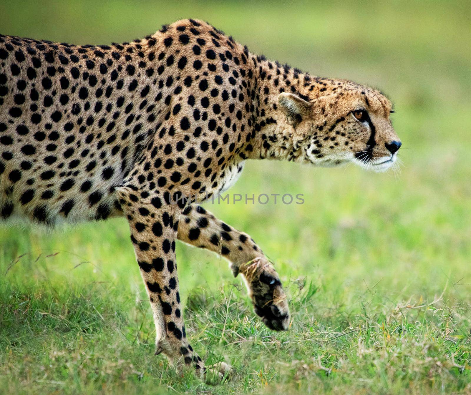 Beautiful Bwabwata ,Namibia wildlife  Pictures