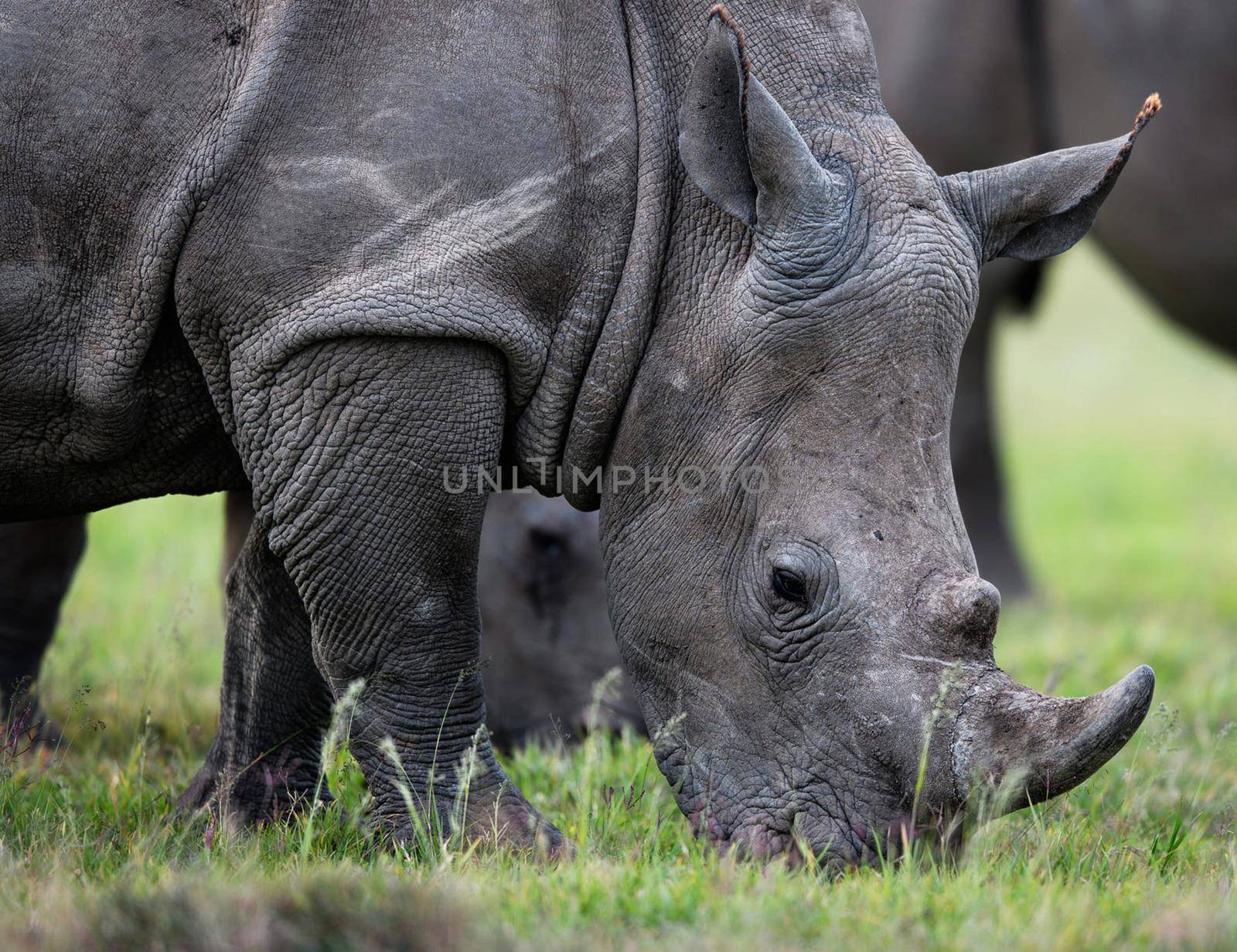 Beautiful Bwabwata ,Namibia wildlife  Pictures