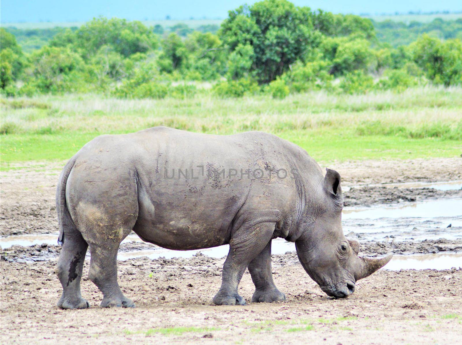 Bwabwata ,Namibia wildlife  Pictures by TravelSync27