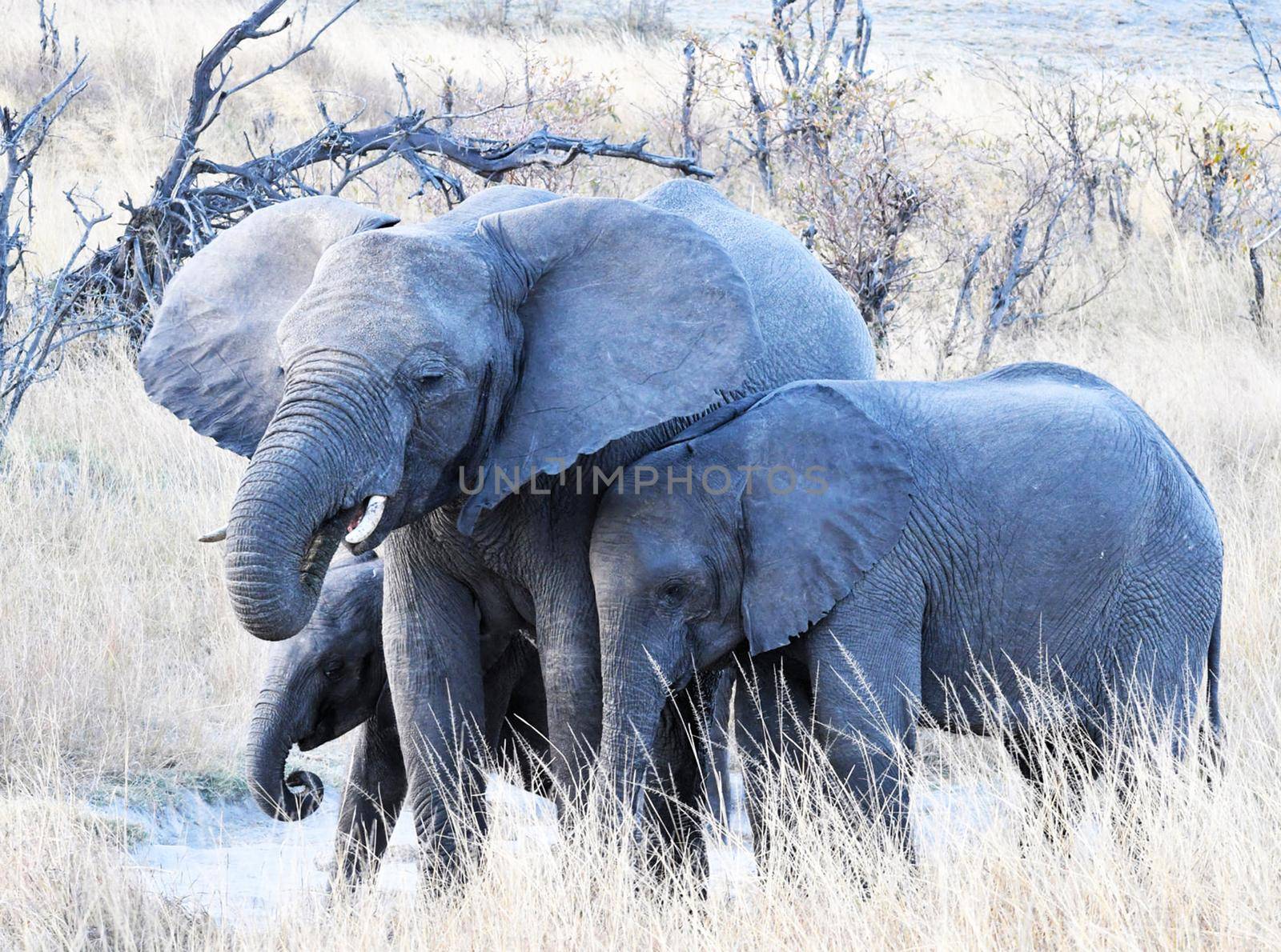 Beautiful Bwabwata ,Namibia wildlife  Pictures