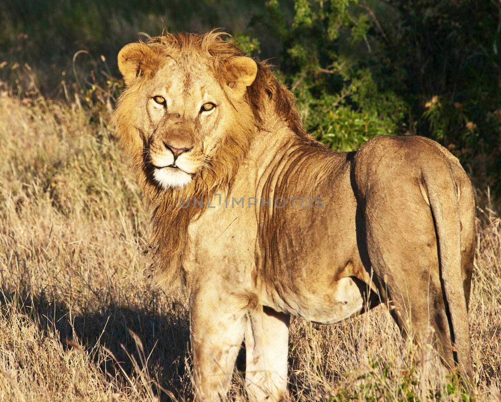 Bwabwata ,Namibia wildlife  Pictures by TravelSync27