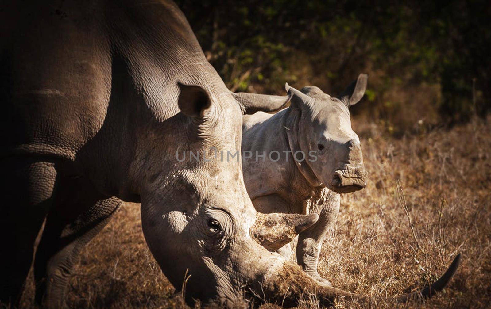 Beautiful Bwabwata ,Namibia wildlife  Pictures