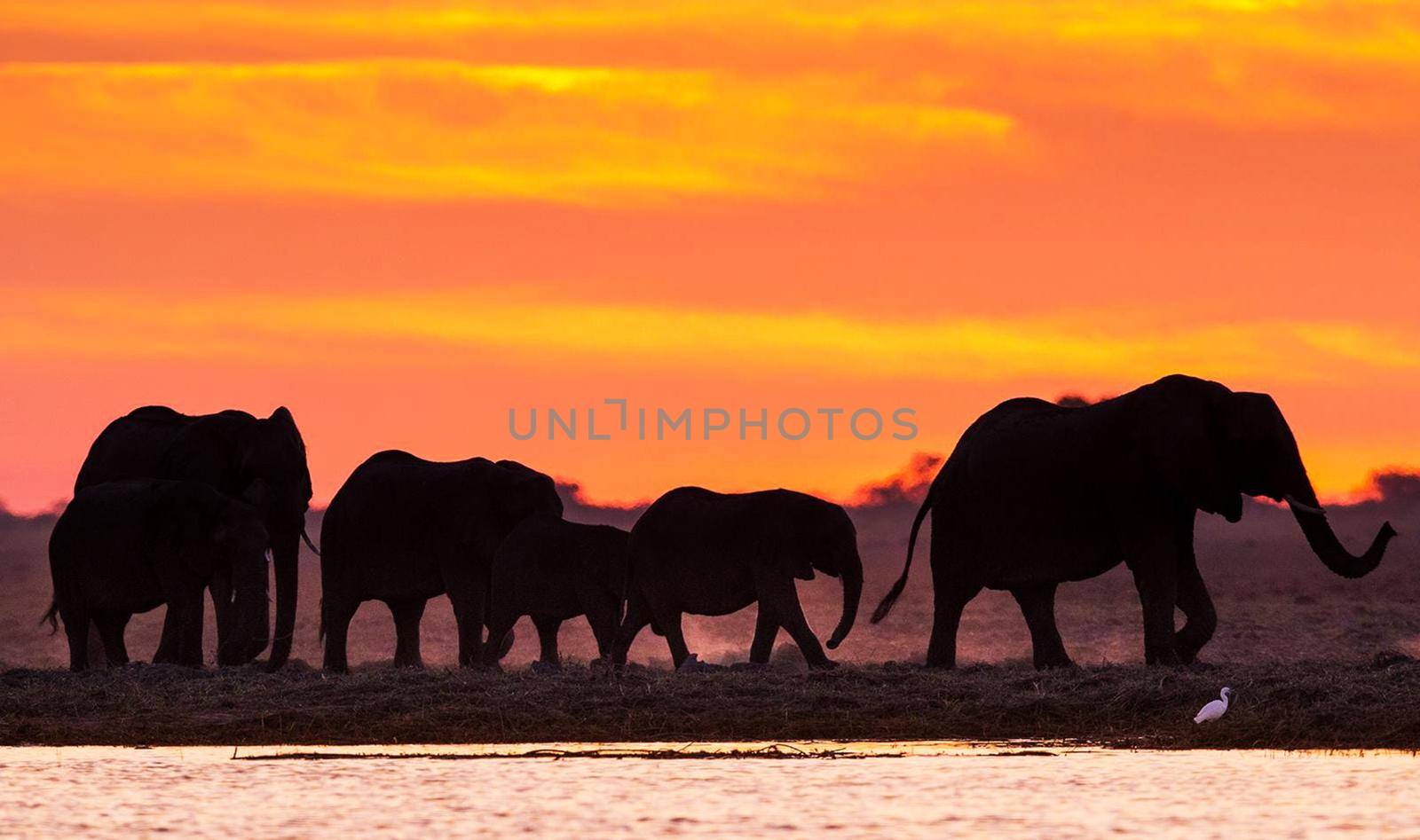 Beautiful Bwabwata ,Namibia wildlife  Pictures