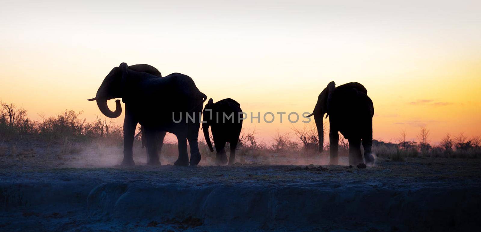 Bwabwata ,Namibia wildlife  Pictures by TravelSync27