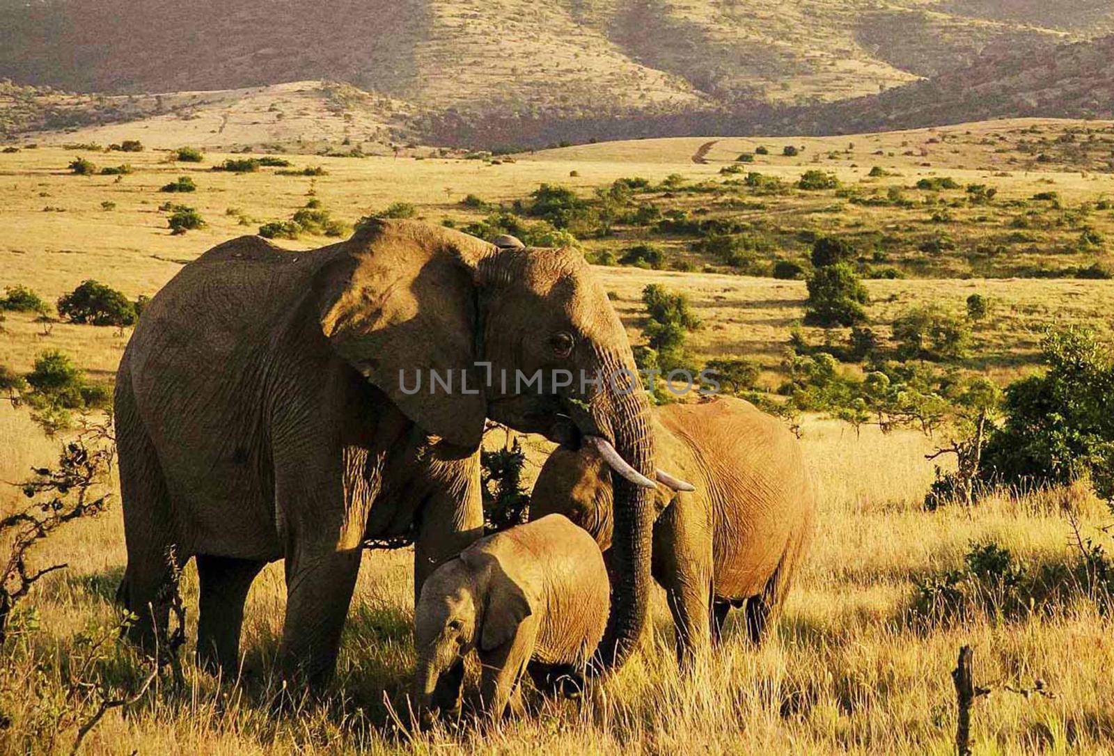 Beautiful Bwabwata ,Namibia wildlife  Pictures