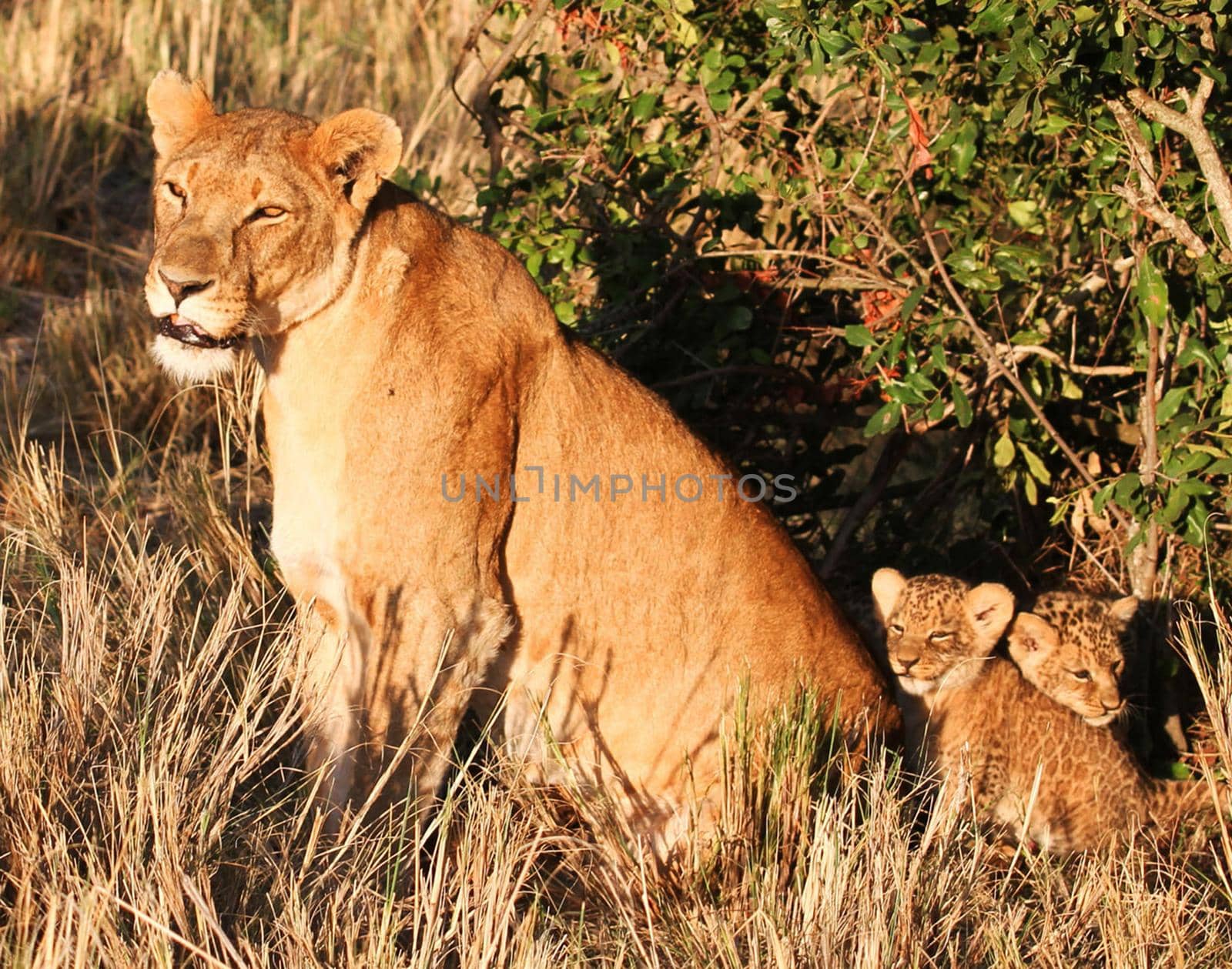 Laikipia ,Kenya wildlife  Pictures by TravelSync27