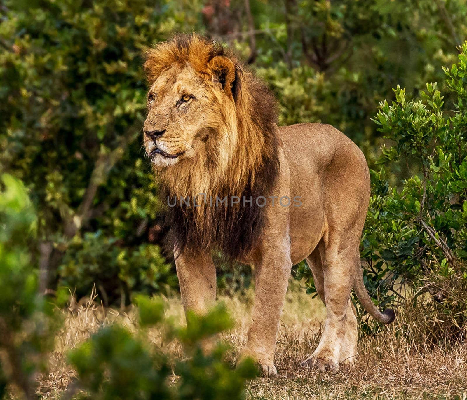 Laikipia ,Kenya wildlife  Pictures by TravelSync27