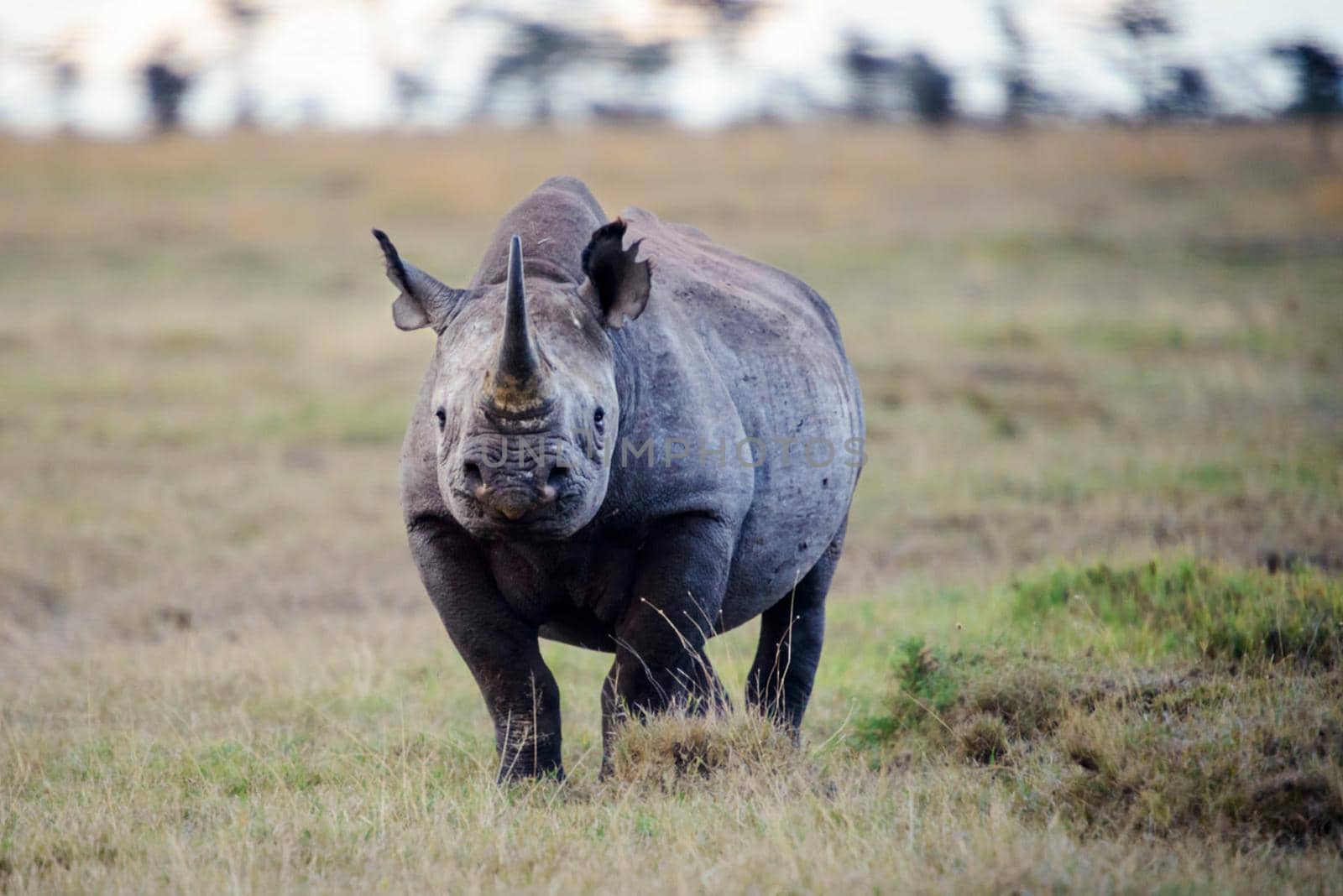 Beautiful Laikipia ,Kenya wildlife  Pictures