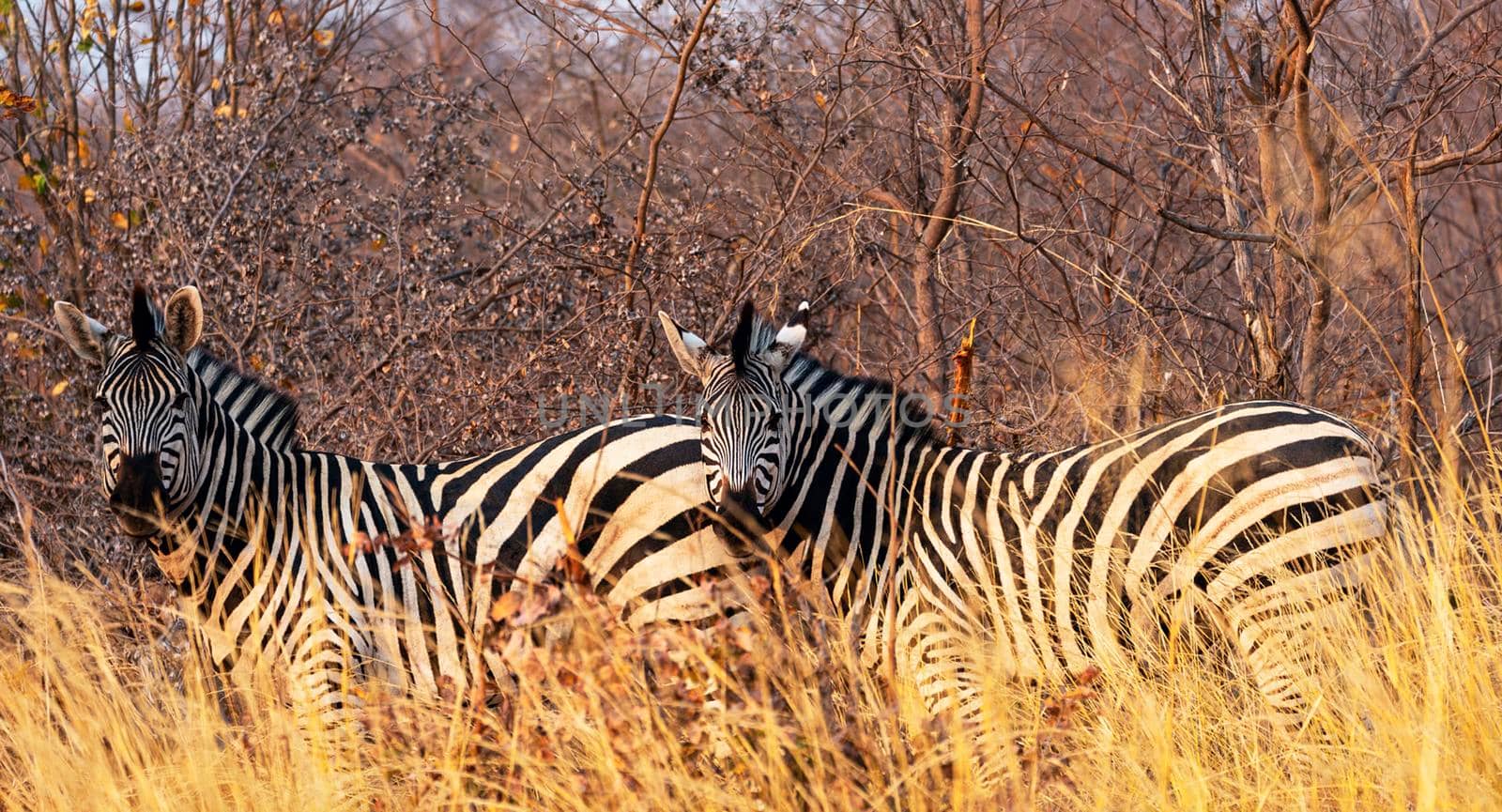 Beautiful Laikipia ,Kenya wildlife  Pictures