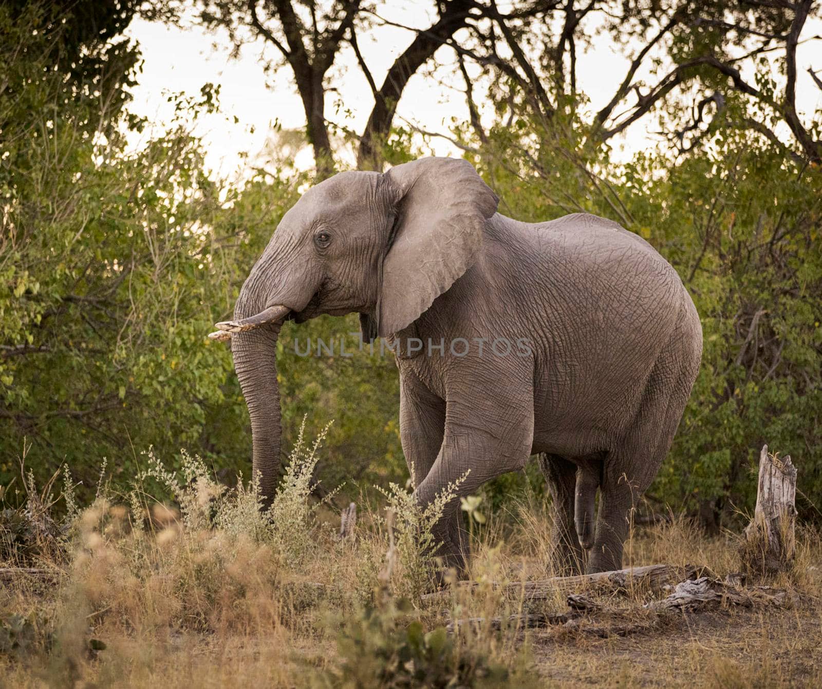 Laikipia ,Kenya wildlife  Pictures by TravelSync27